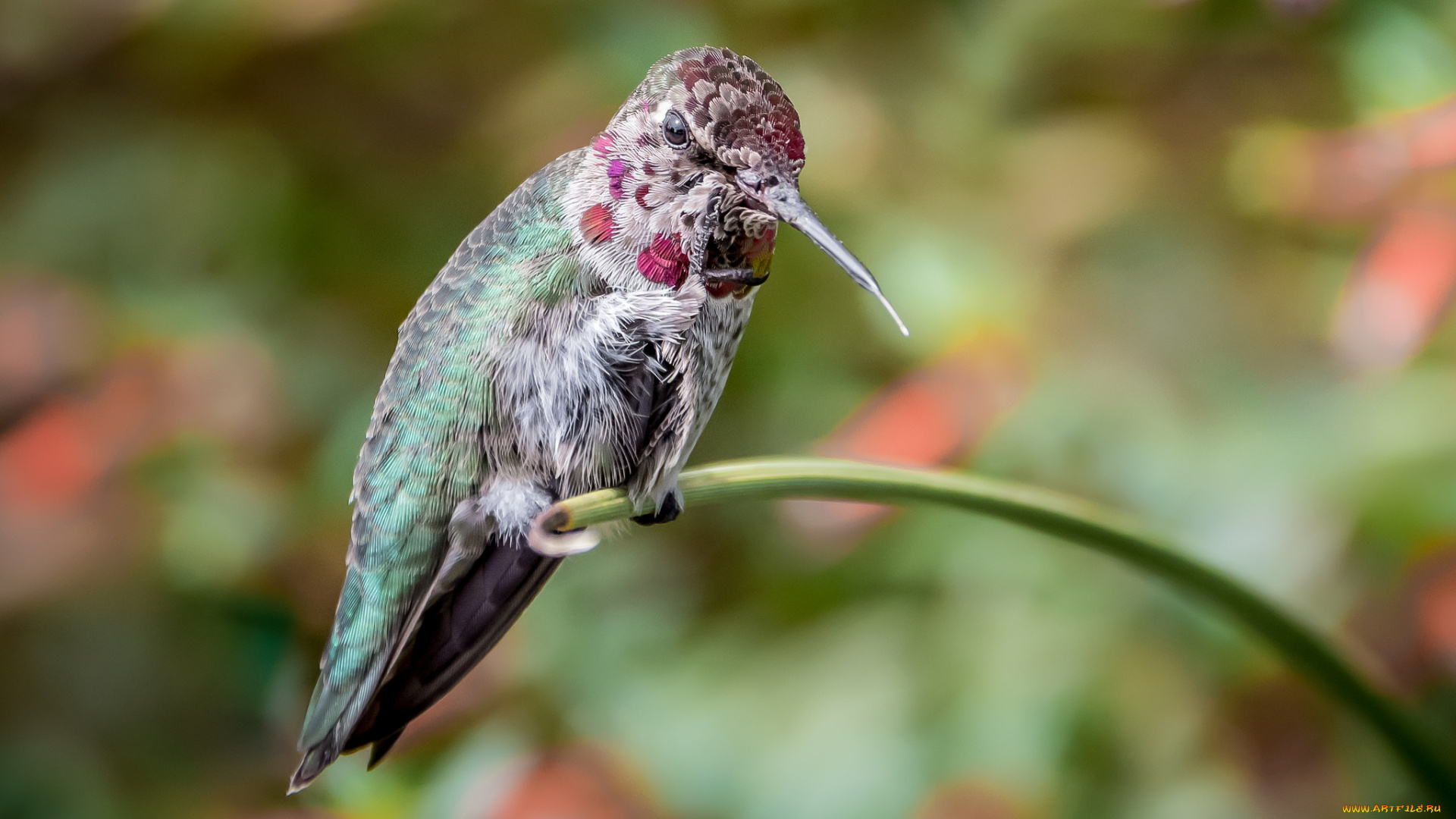 животные, колибри, клювик, маленькая, птичка, малышка
