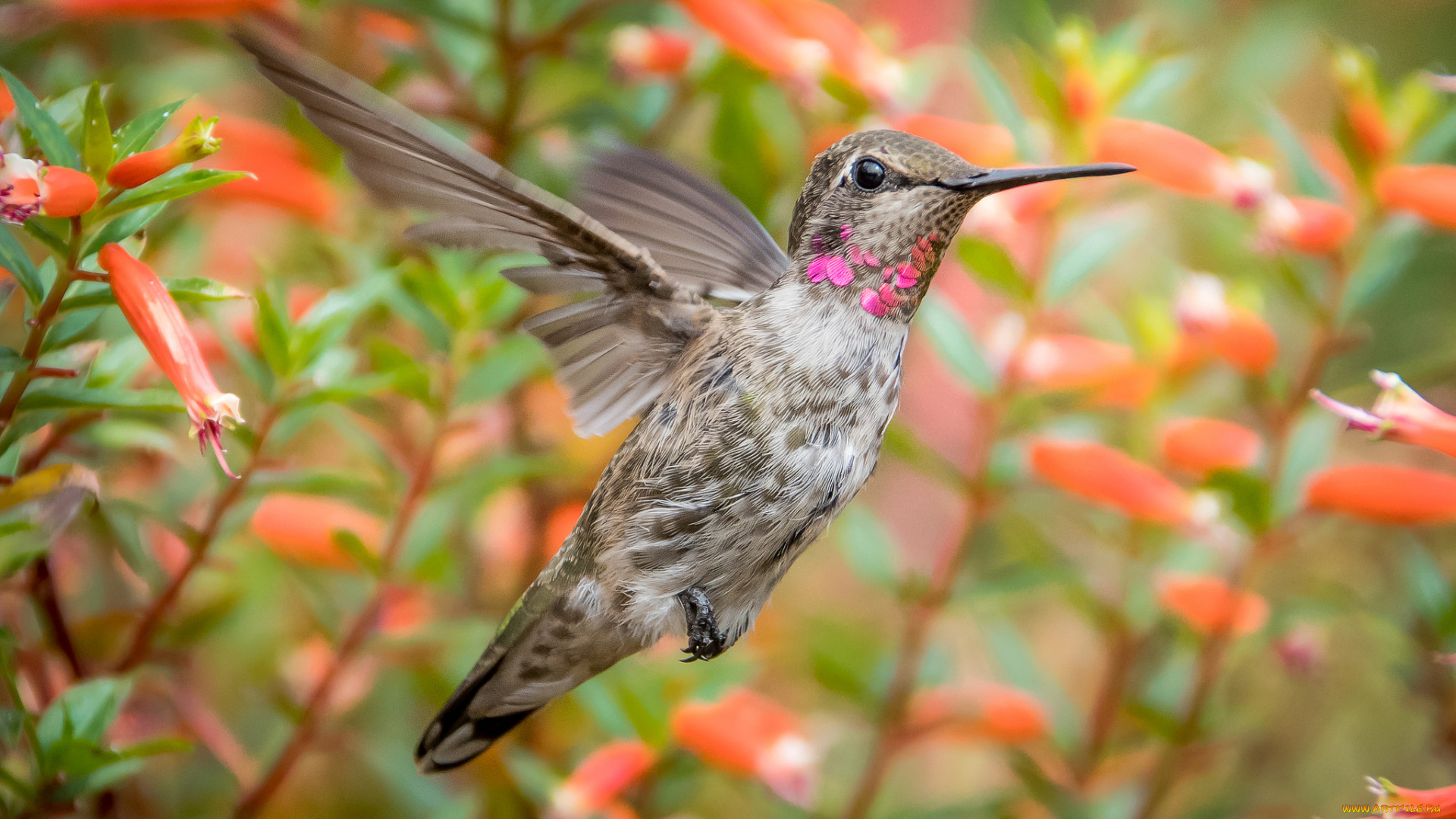 животные, колибри, маленькая, малышка, птичка, клювик
