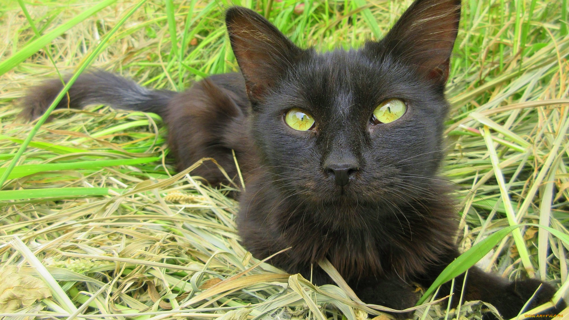 животные, коты, чёрный, кот