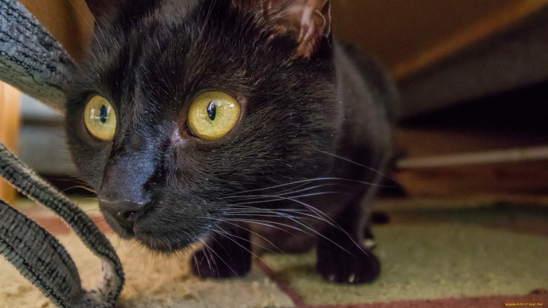 животные, коты, кот