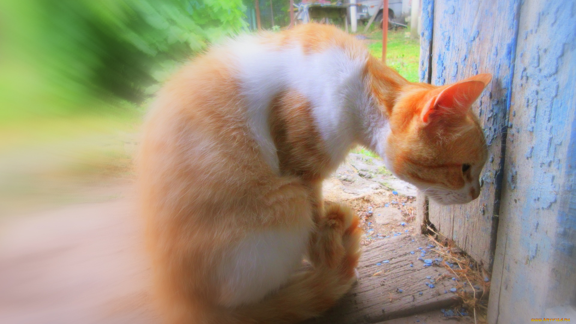 животные, коты, кот