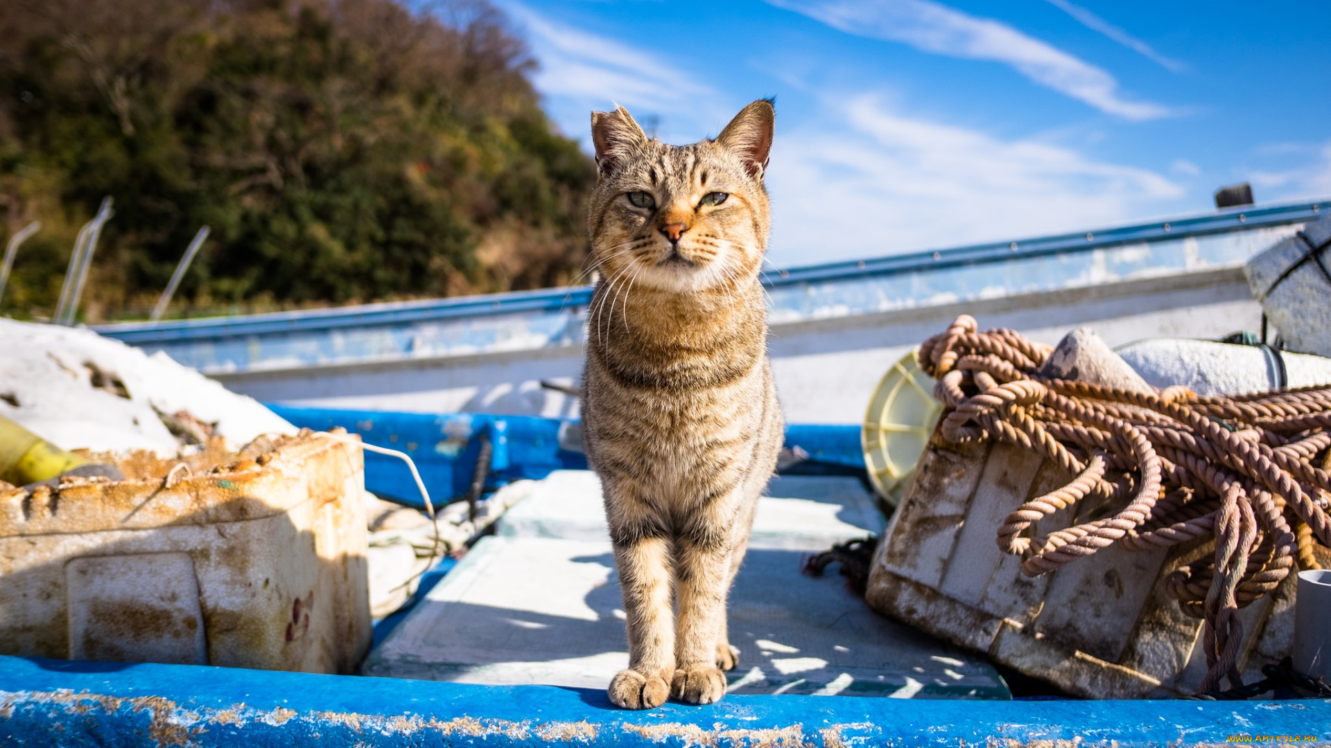 животные, коты, лодка, деревья, веревка