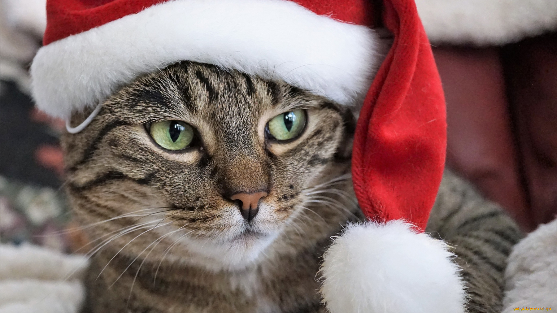 животные, коты, морда, колпак