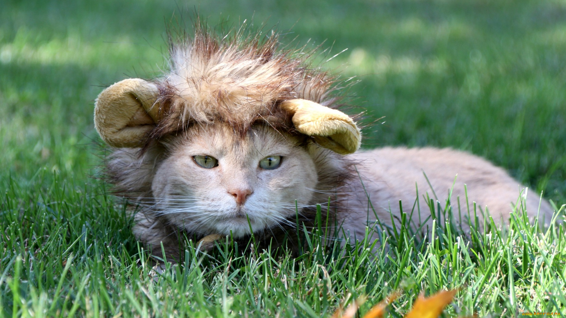 животные, коты, морда, трава, отдых, парик