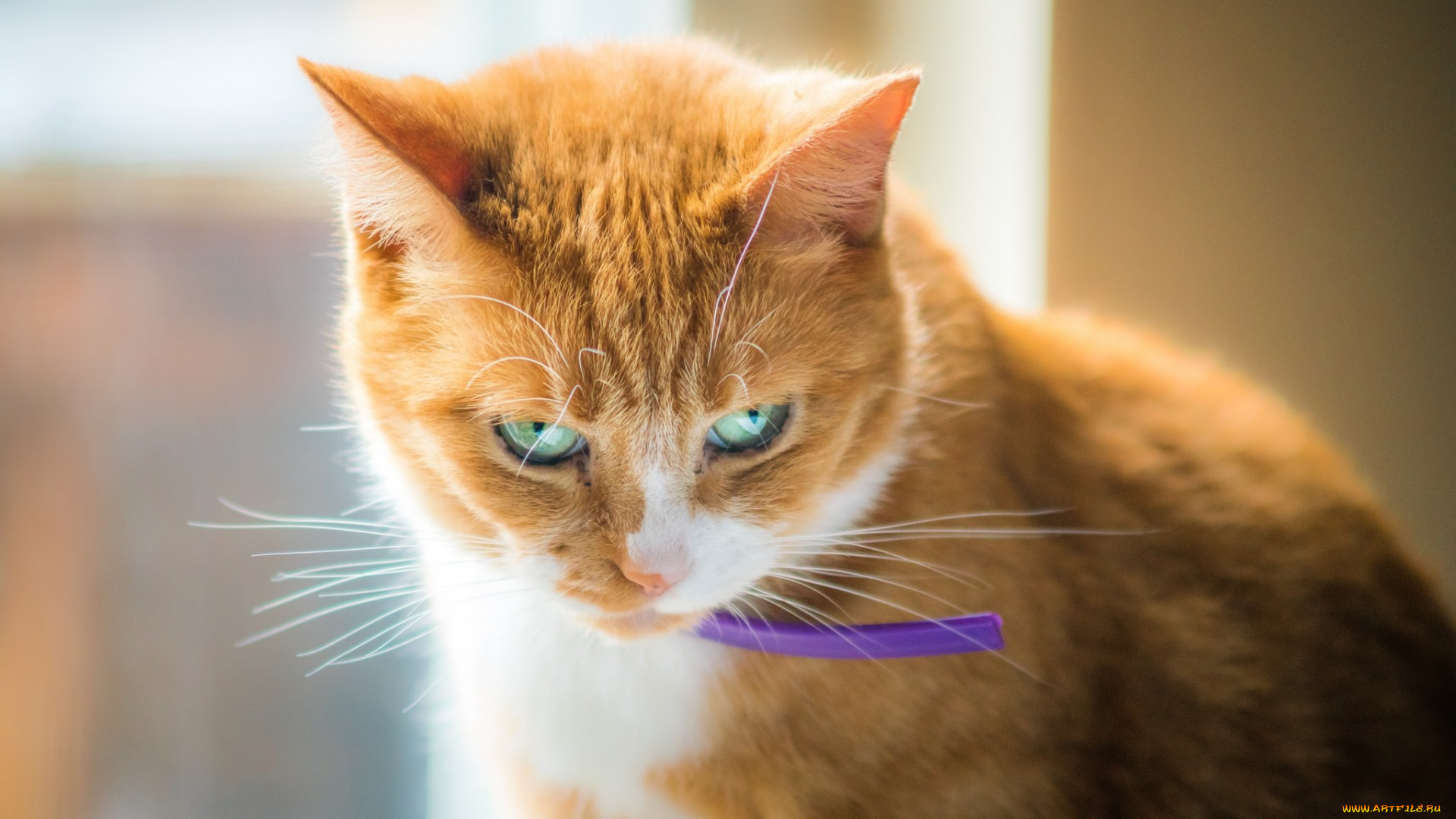 животные, коты, ошейник, рыжий, цвет