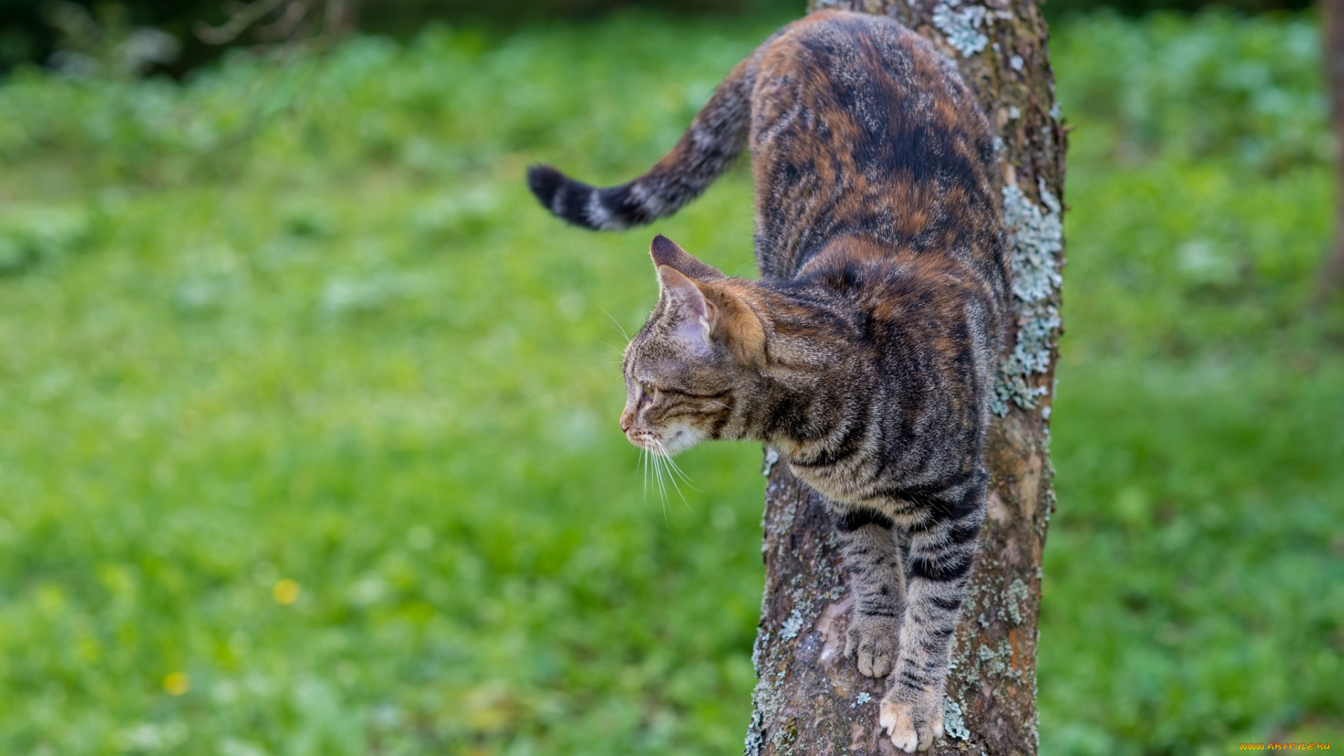 животные, коты, растения, трава, дерево