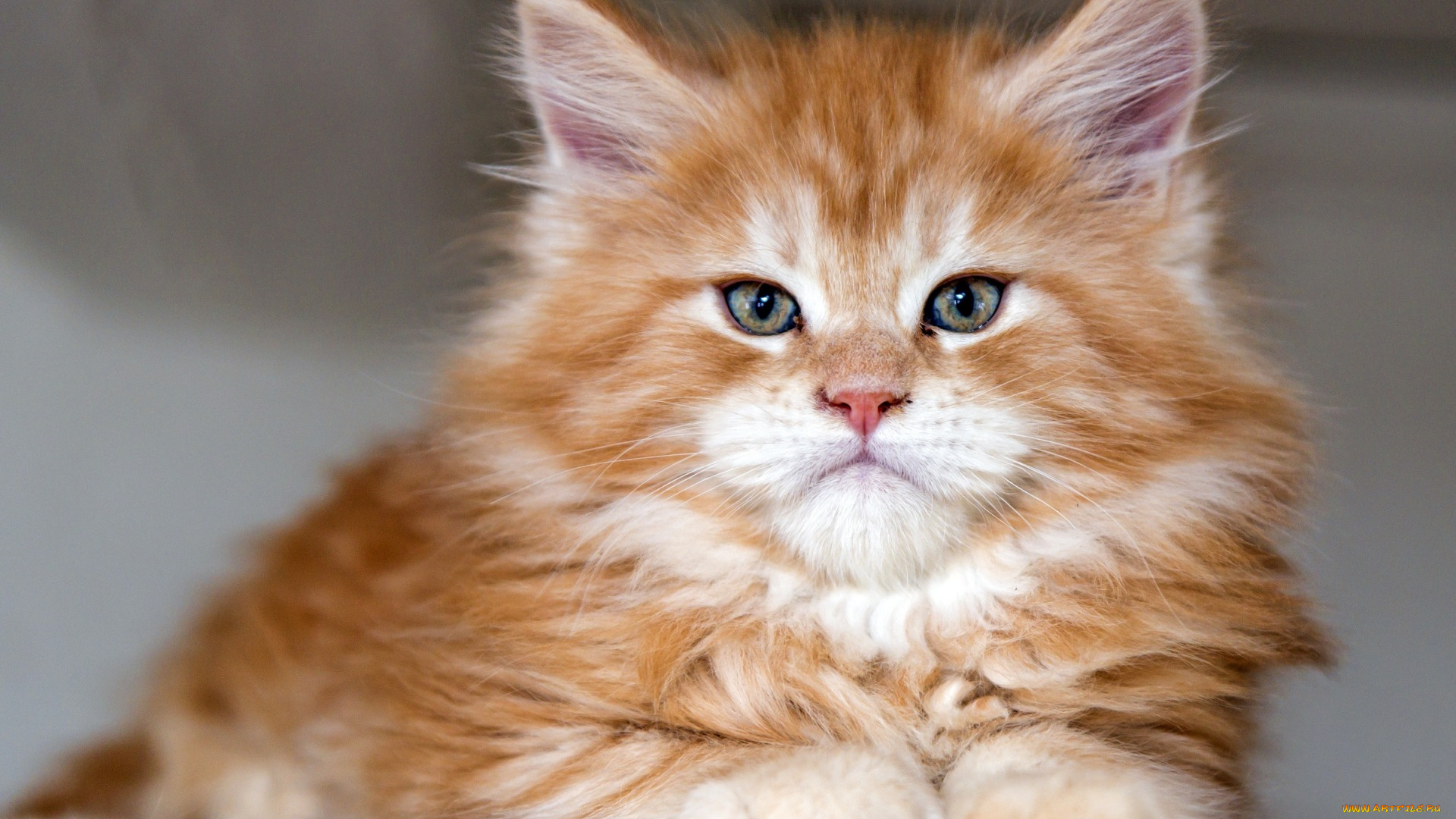 животные, коты, рыжий, цвет, взгляд, профиль, морда