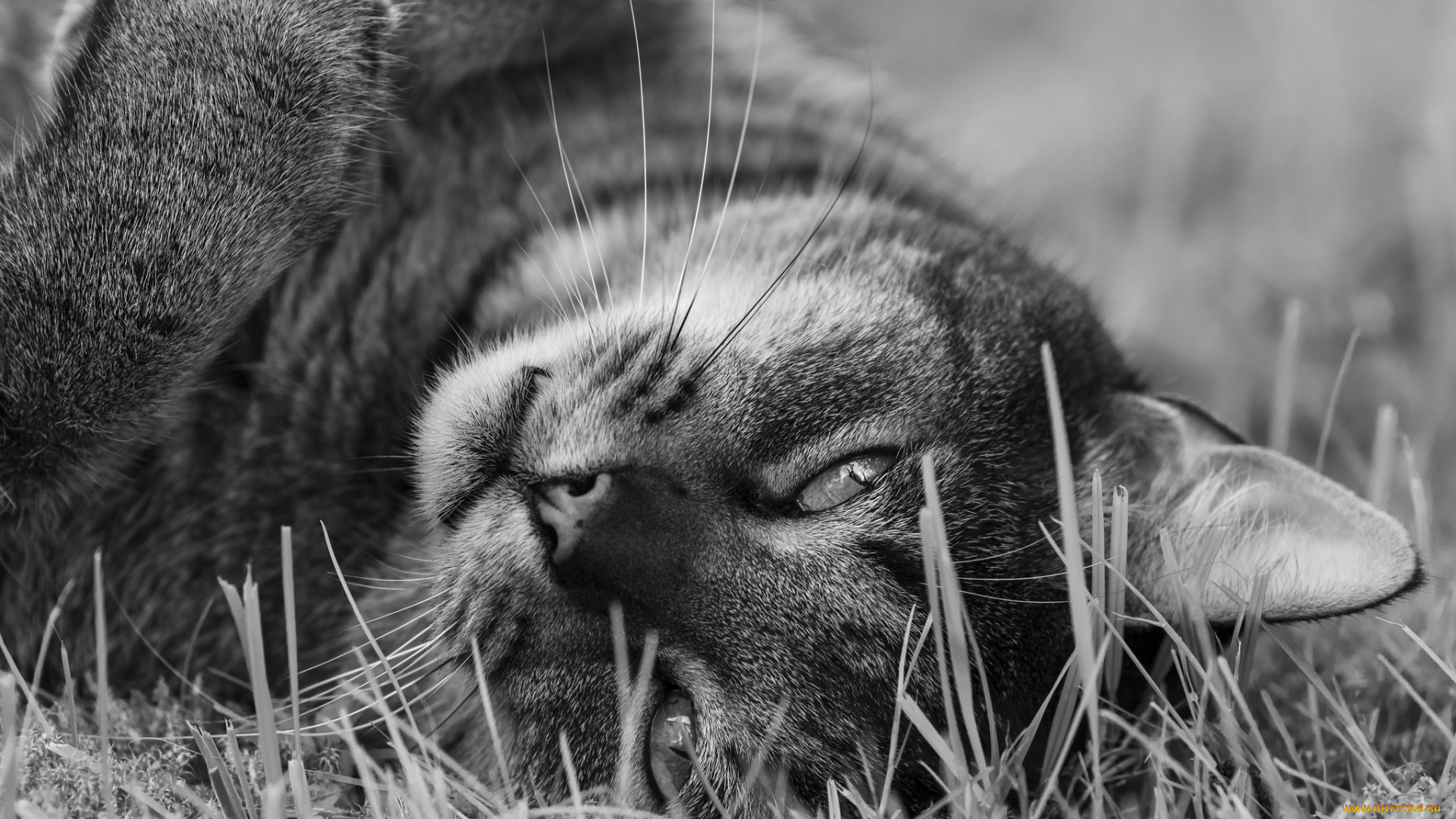 животные, коты, трава, взгляд, морда, черно-белое, фото