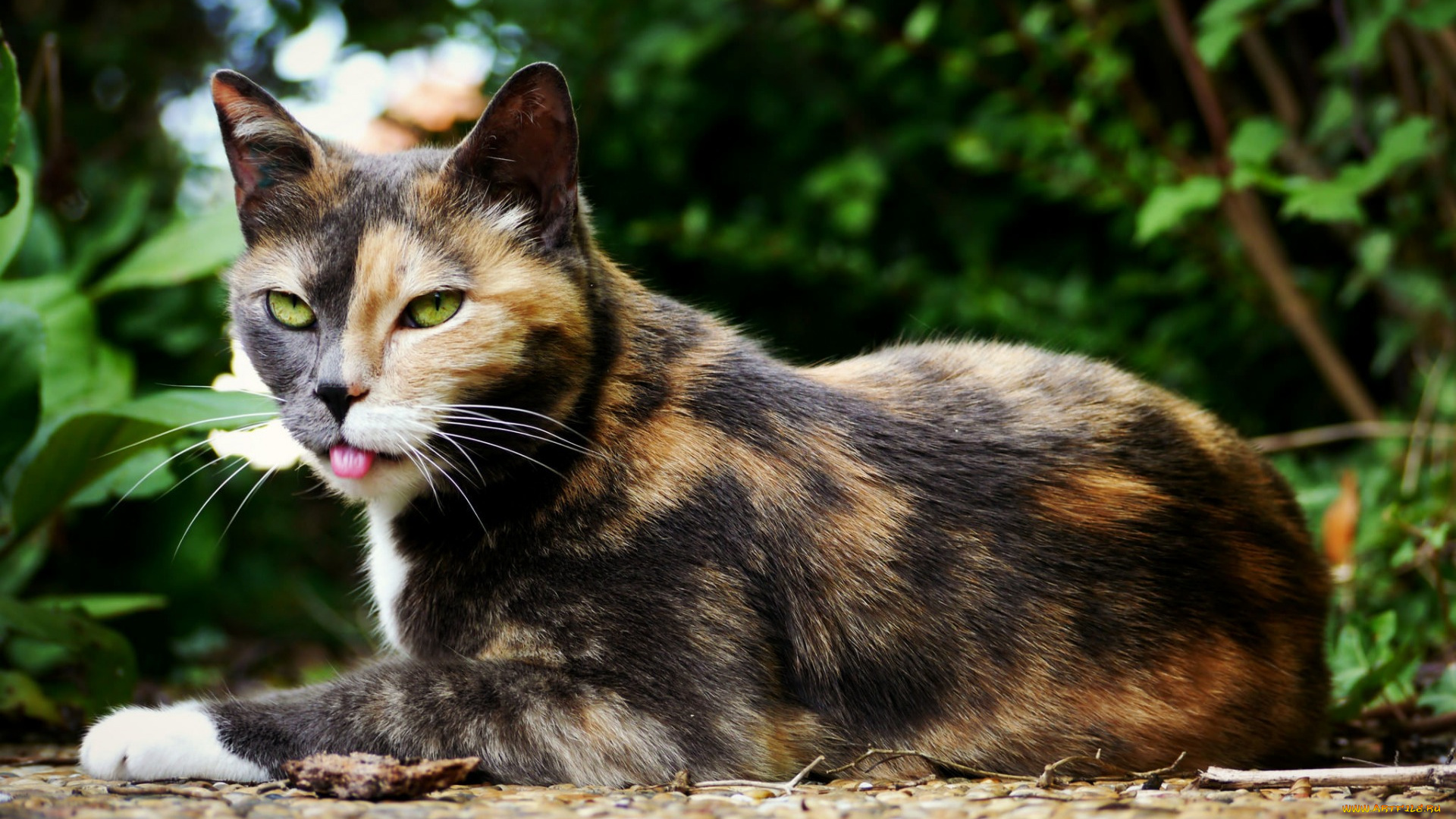 животные, коты, высунула, язык, растения, отдых