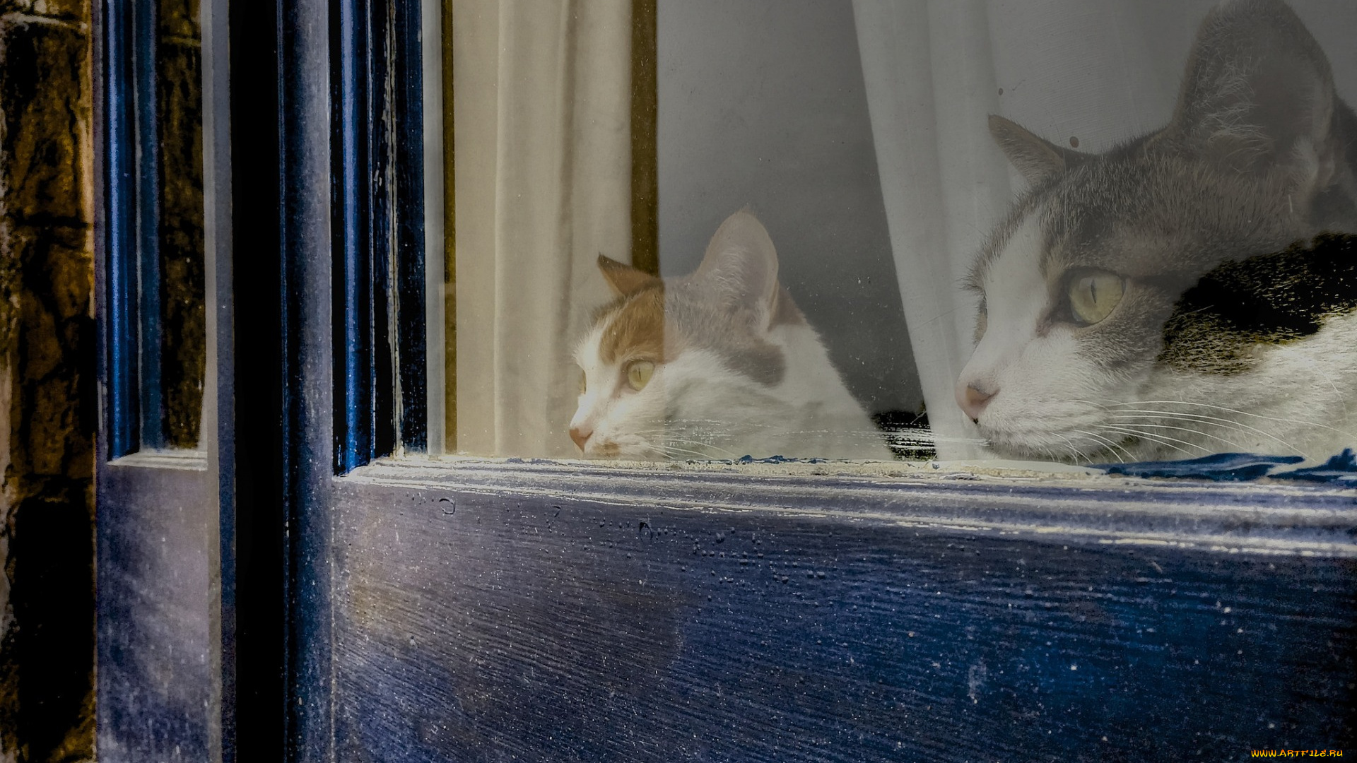 животные, коты, взгляд, морда, двое, окно