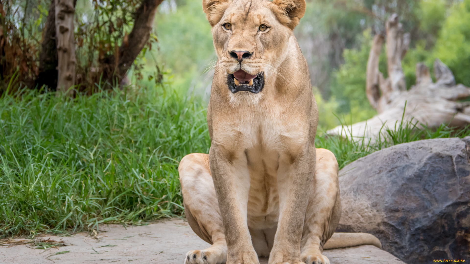 животные, львы, львица, животное, отдых, красотка