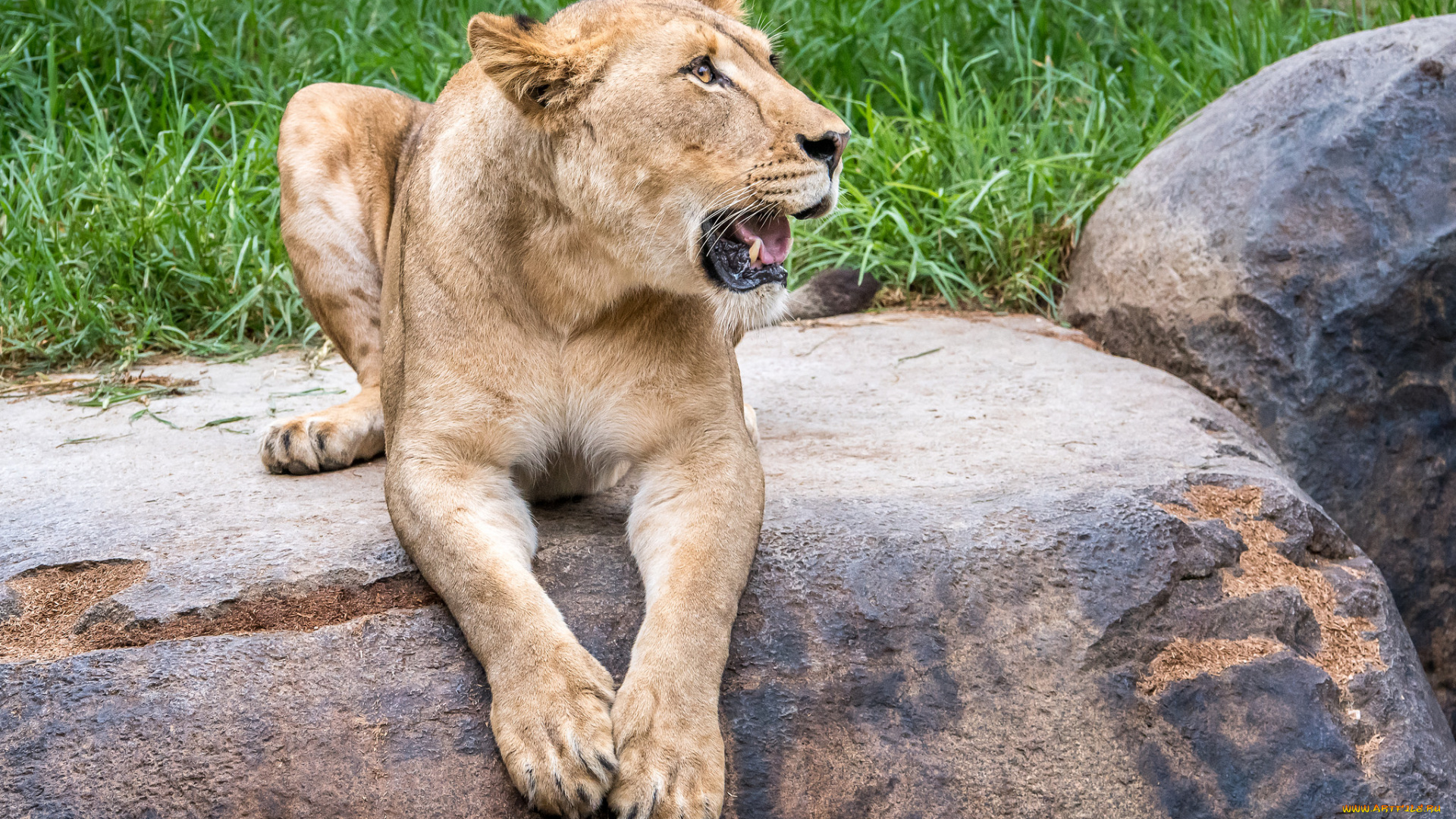 животные, львы, животное, девочка, красотка, львица