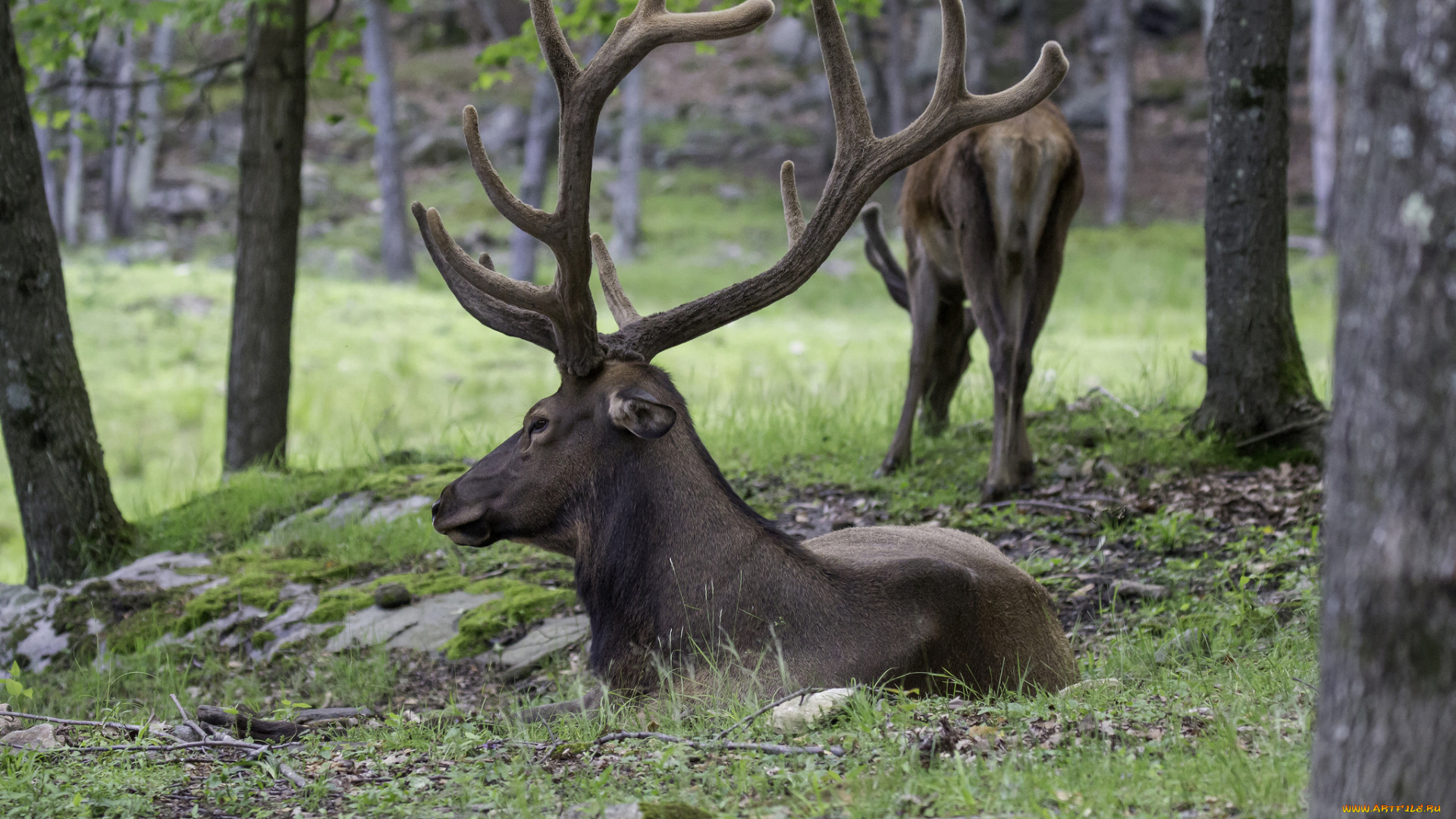 животные, олени, рога, олень, большой