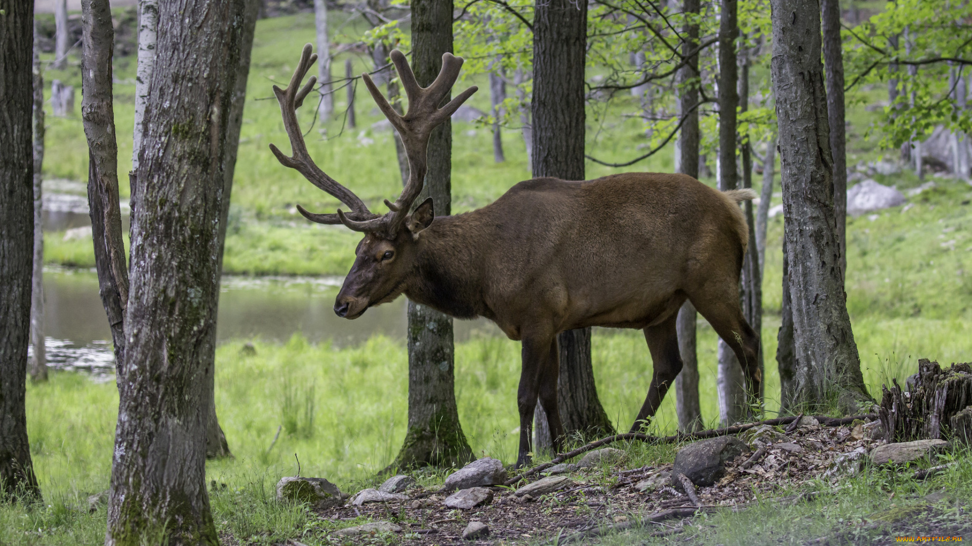 животные, олени, рога, олень, шерсть, окрас, большой