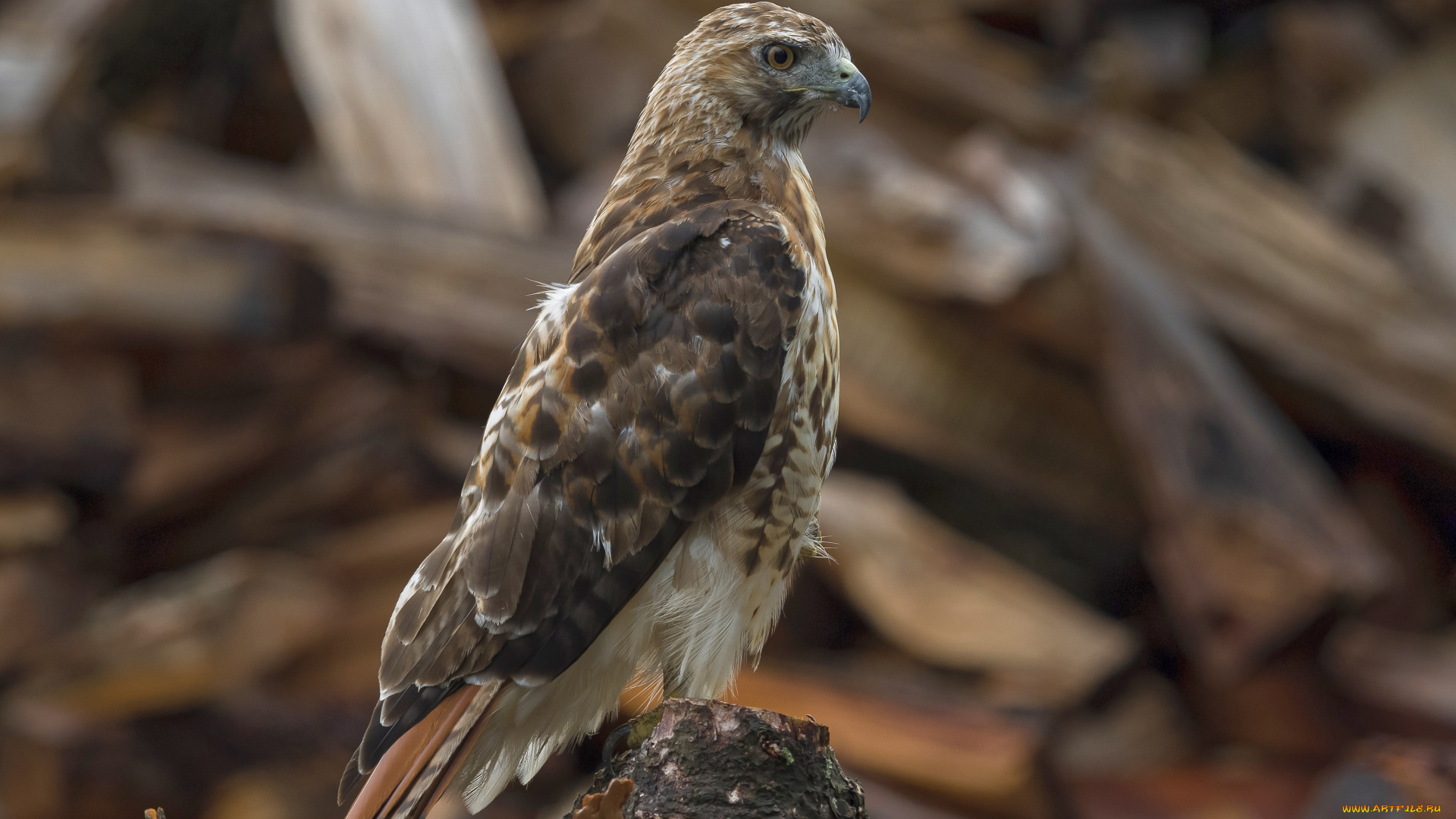 животные, птицы, -, хищники, птица