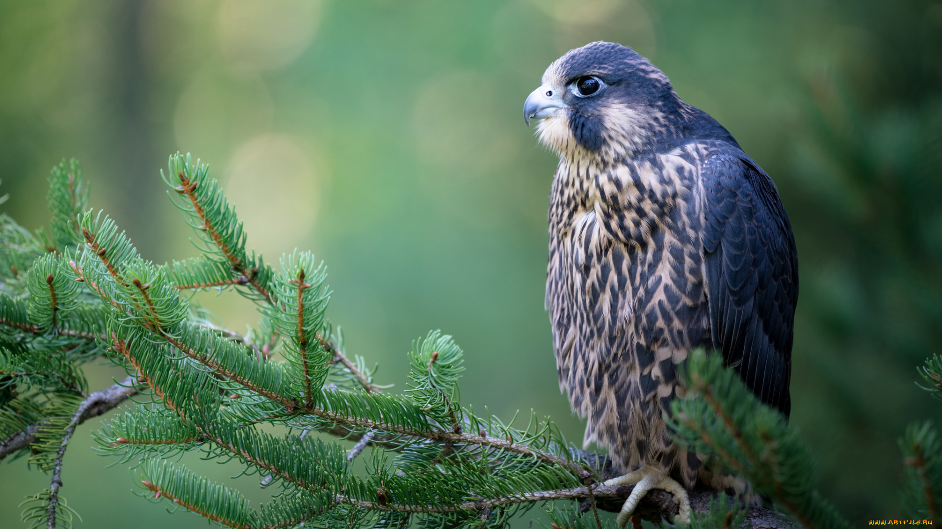 животные, птицы, клюв, перья, окрас, птица