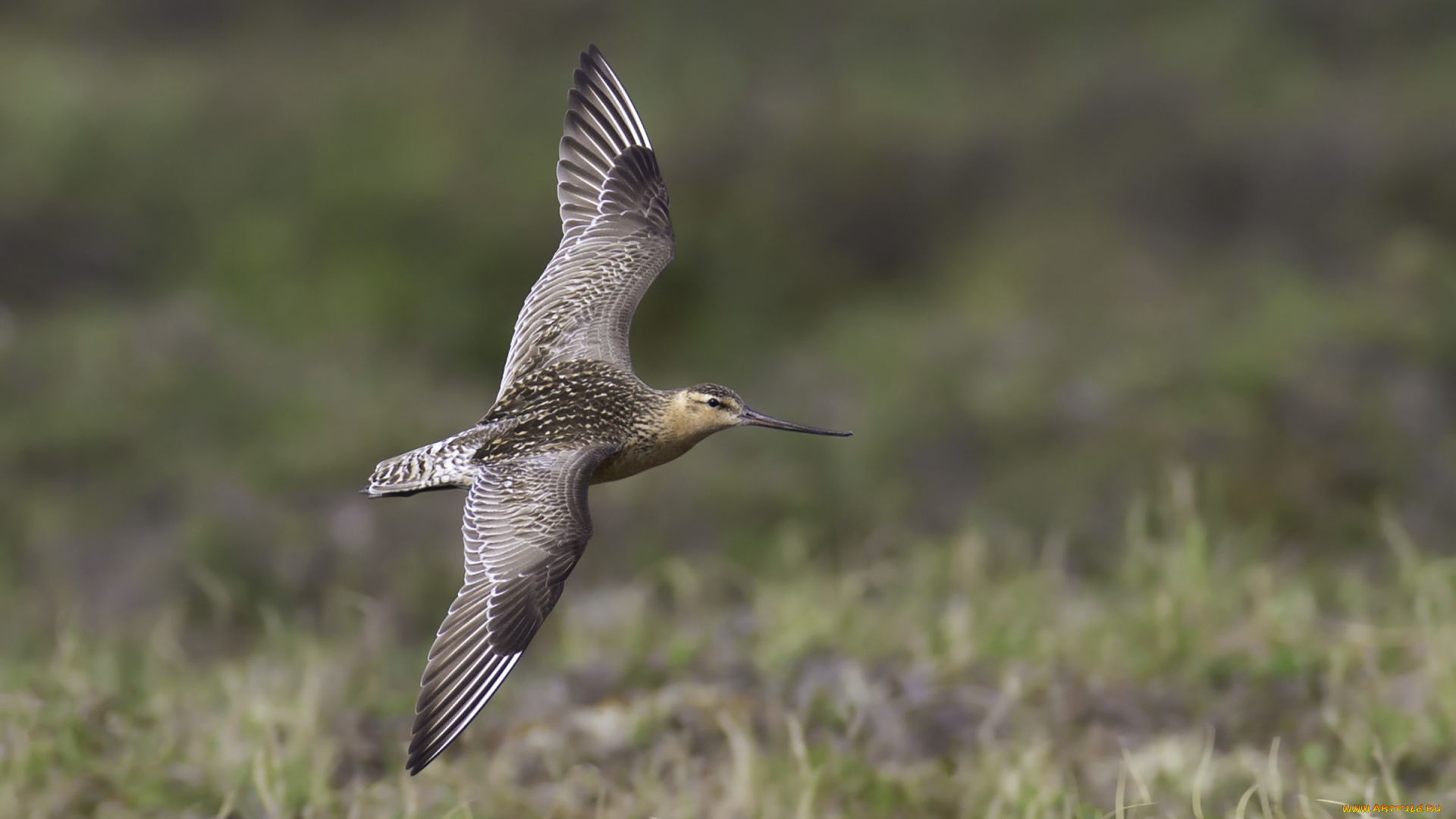 животные, птицы, полет, птица, окрас, перья