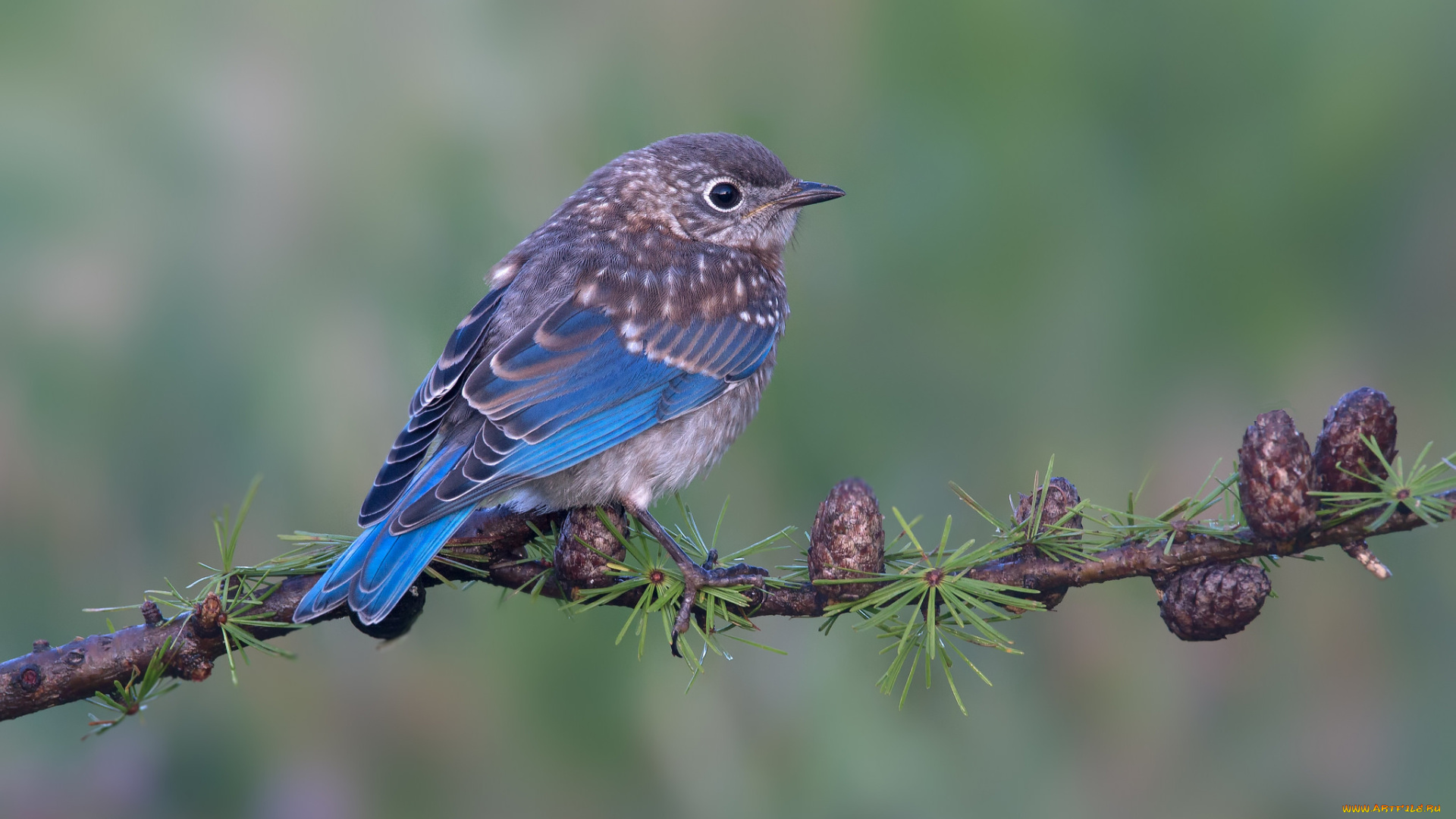 животные, птицы, птица, окрас, перья