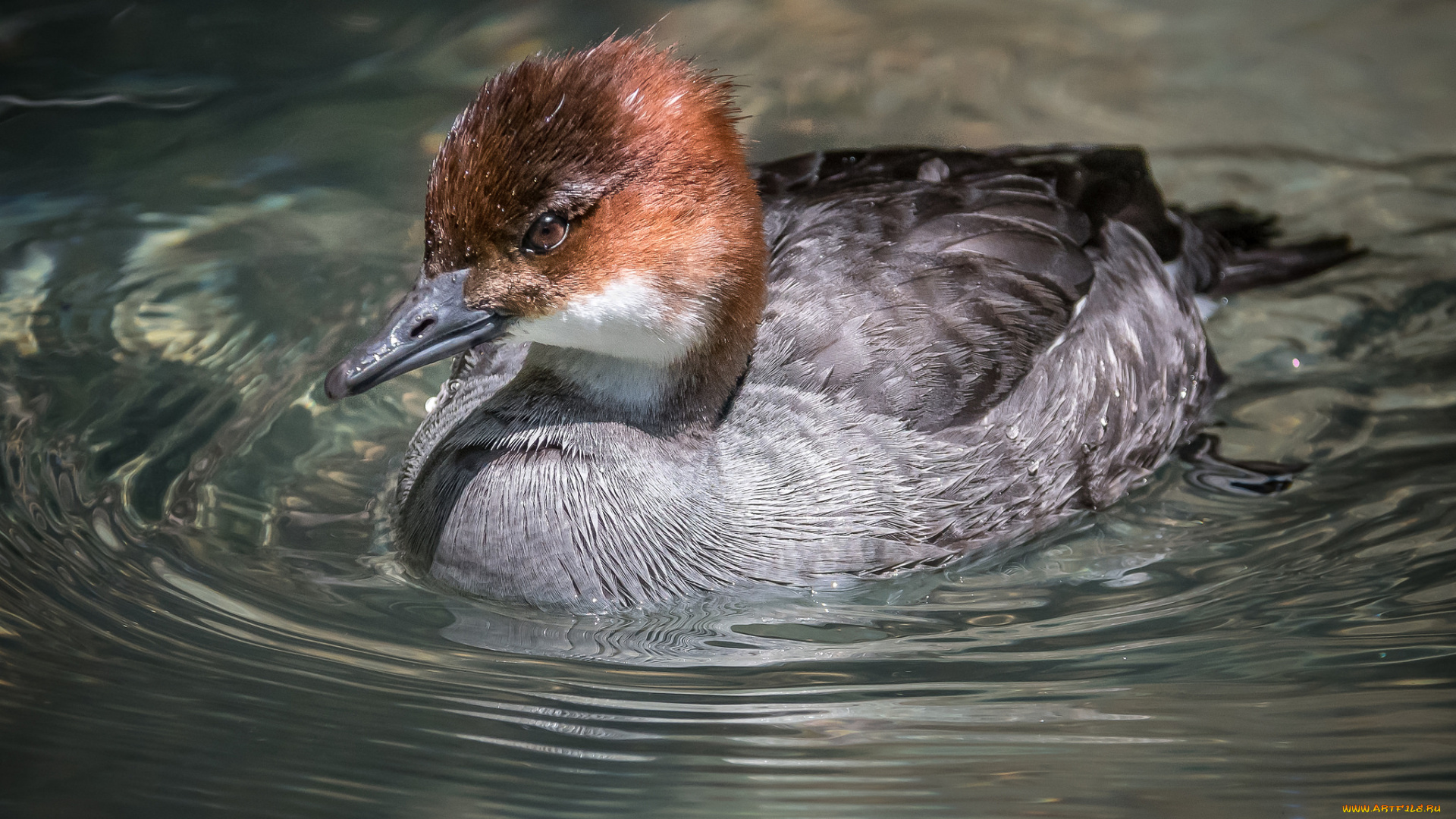 животные, птицы, вода, забавная, перья, птица, окрас
