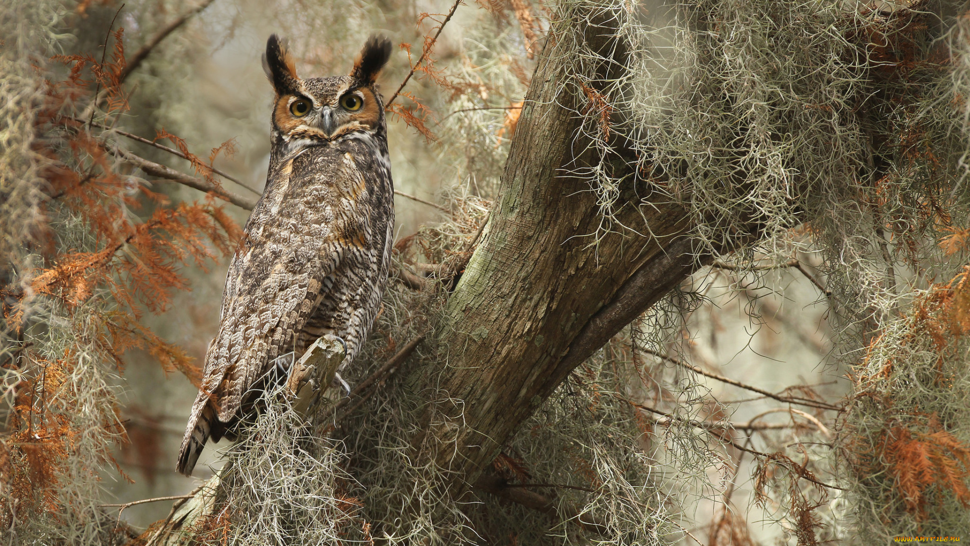 животные, совы, забавная, птица, перья, сова