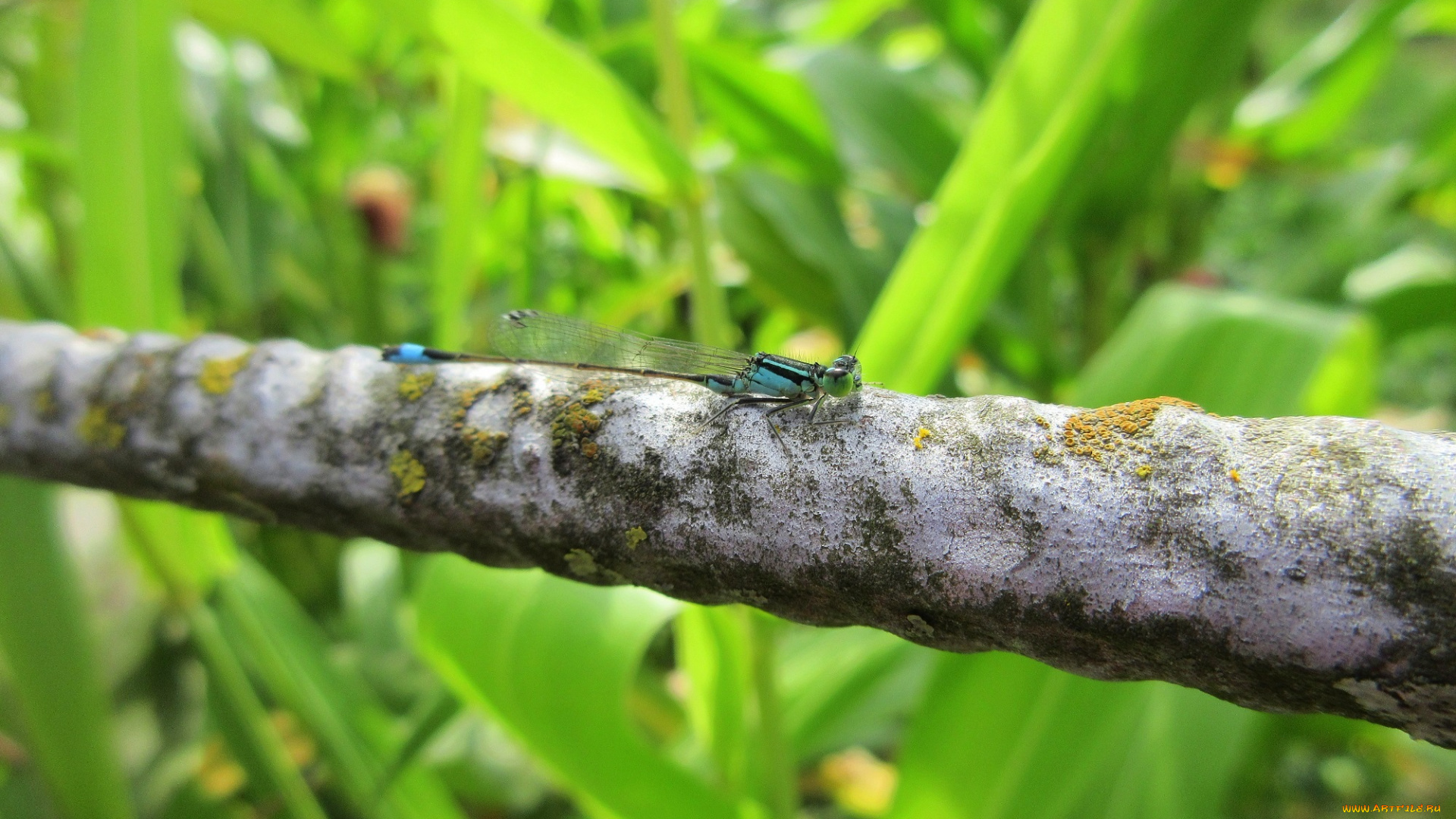 животные, стрекозы, стрекоза, макро