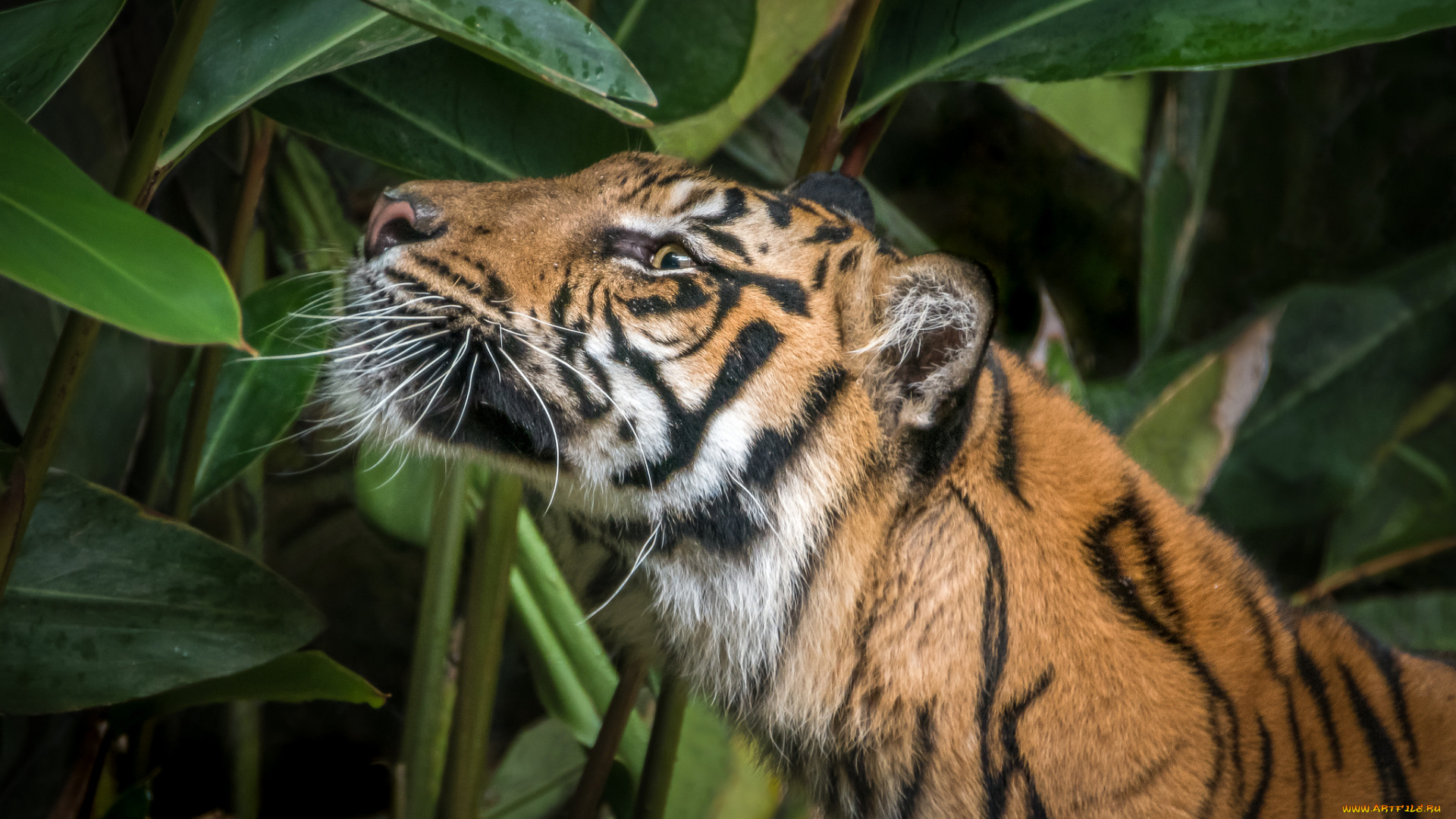 животные, тигры, амурский, тигр, кошка, отдых