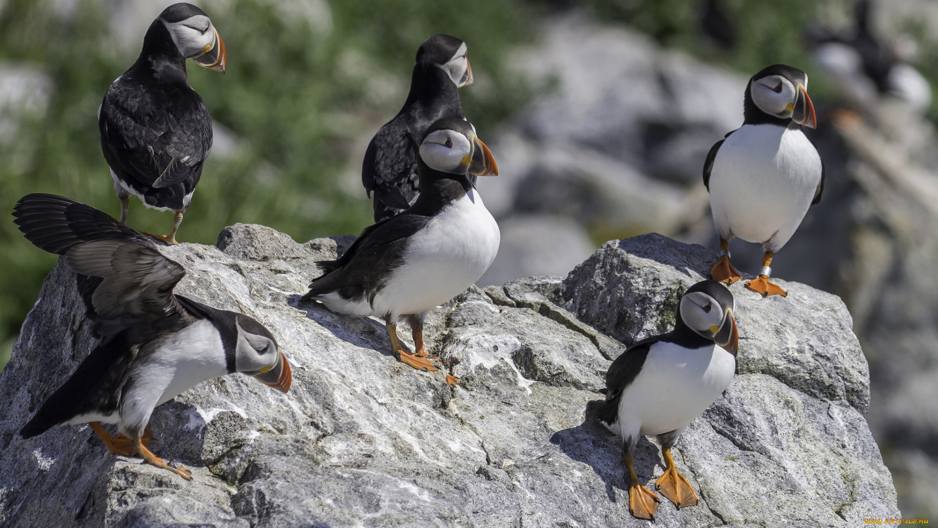 животные, тупики, блики, цветы, профиль, птица, атлантический, puffin, тупик