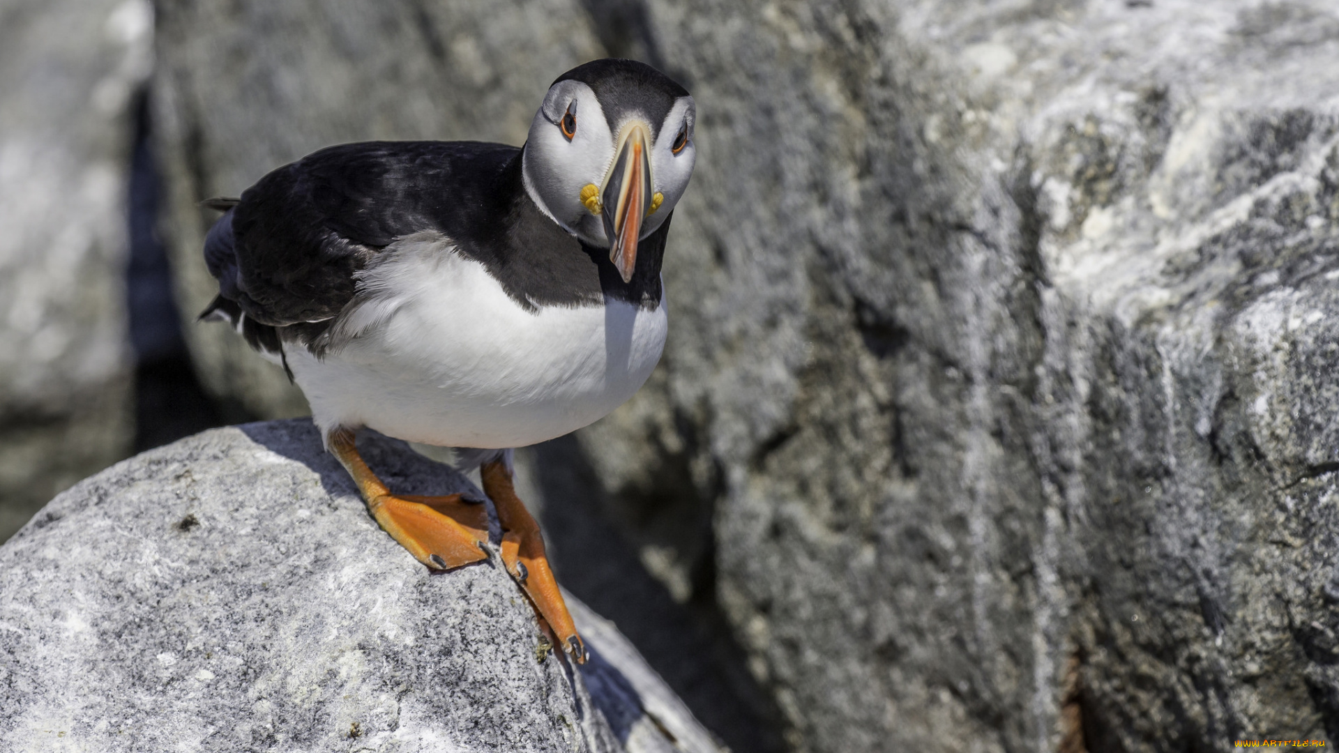 животные, тупики, птица, атлантический, тупик, цветы, puffin, профиль, блики
