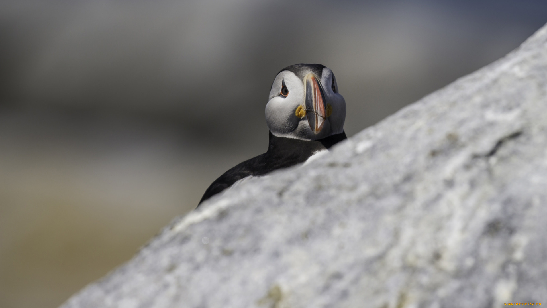 животные, тупики, птица, окрас, тупик