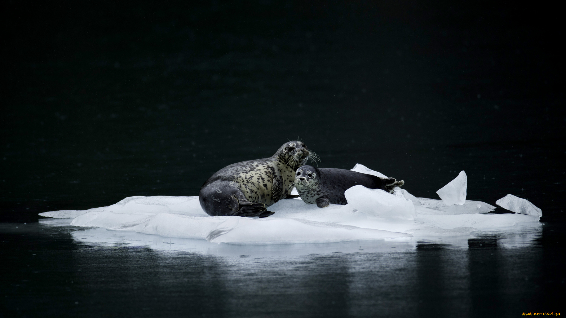 животные, тюлени, , морские, львы, , морские, котики, природа, вода, льдина, пара