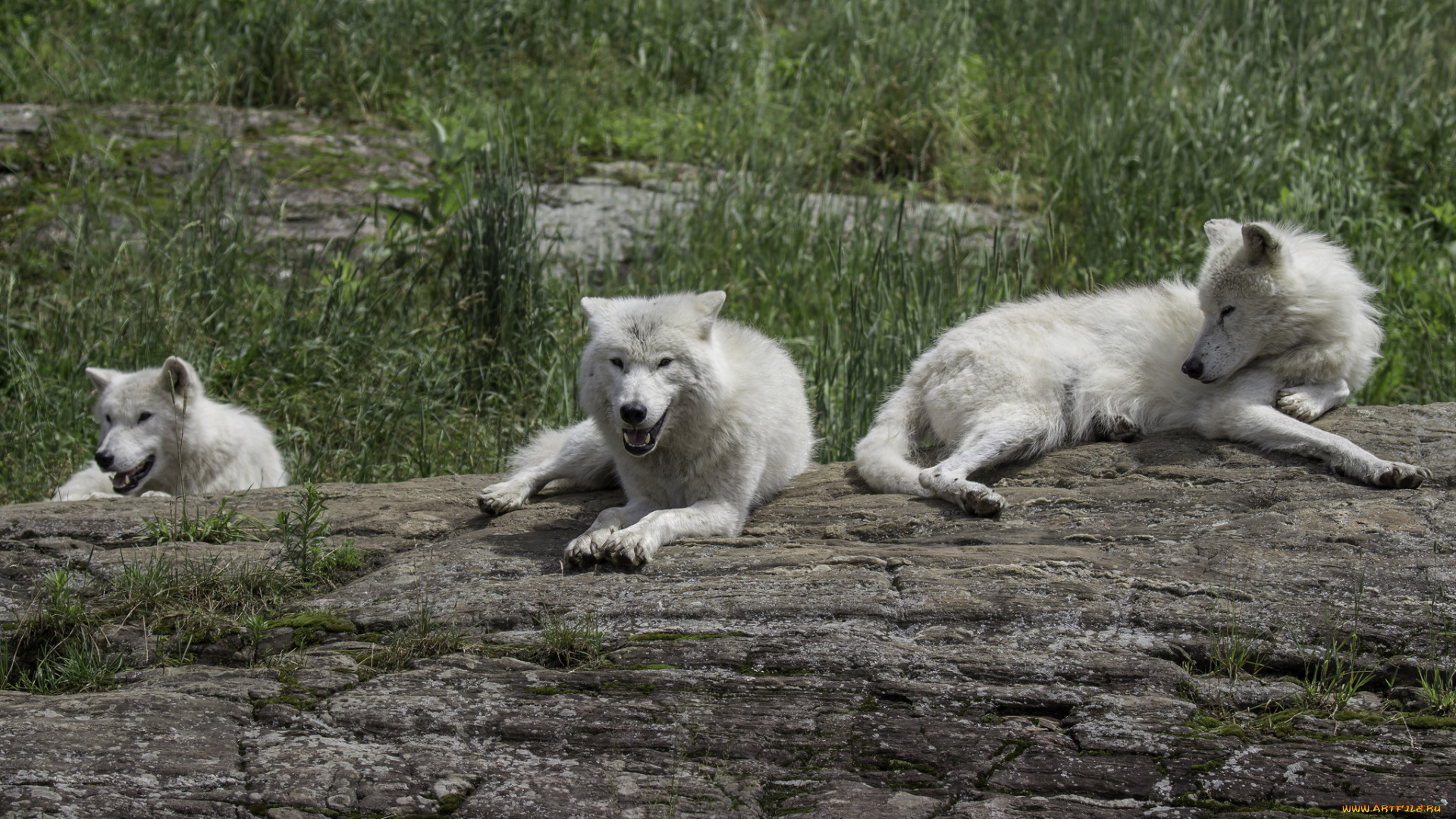 животные, волки, , койоты, , шакалы, отдых, трава, природа