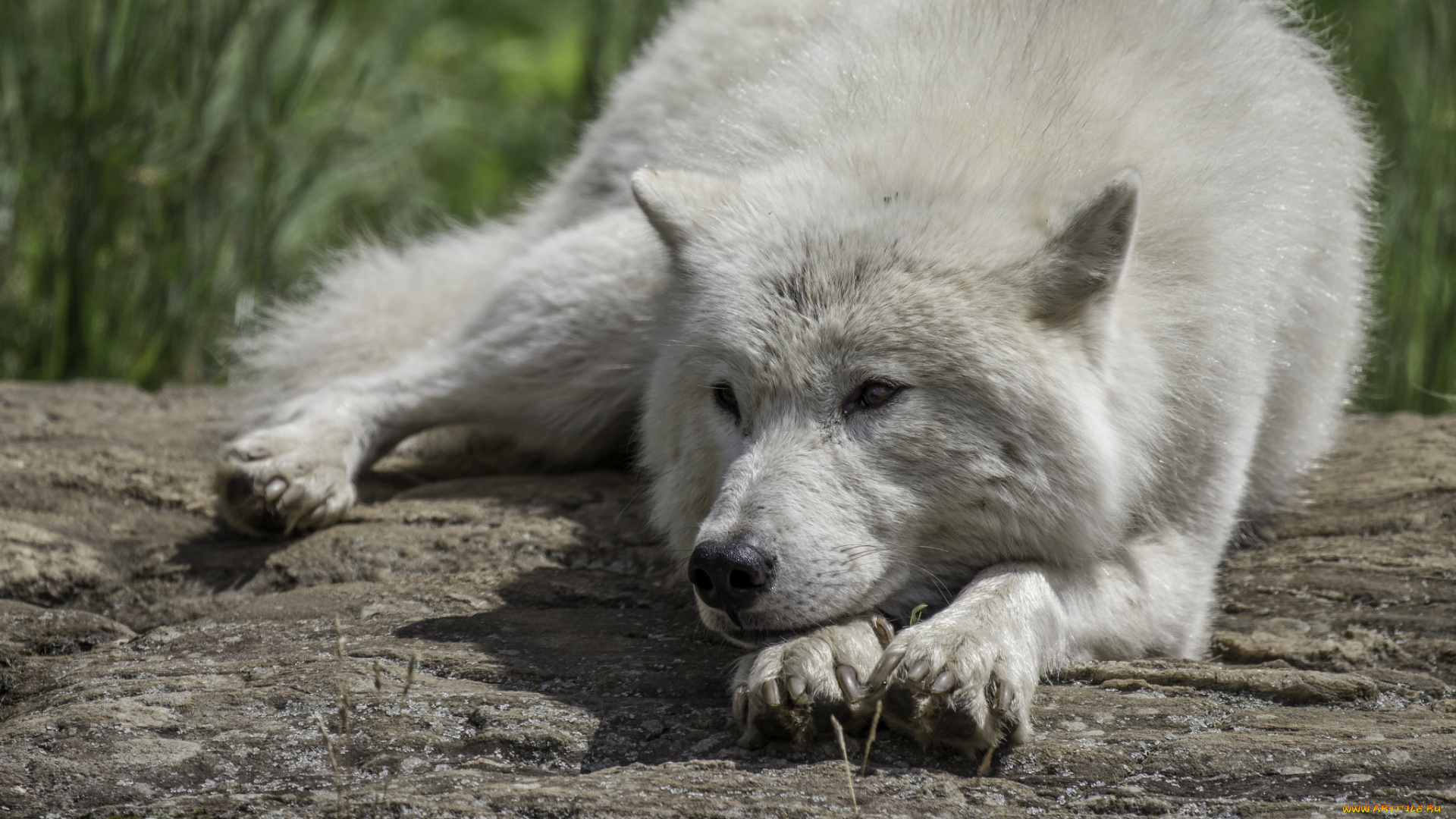 животные, волки, , койоты, , шакалы, природа, взгляд, животное, окрас, волк