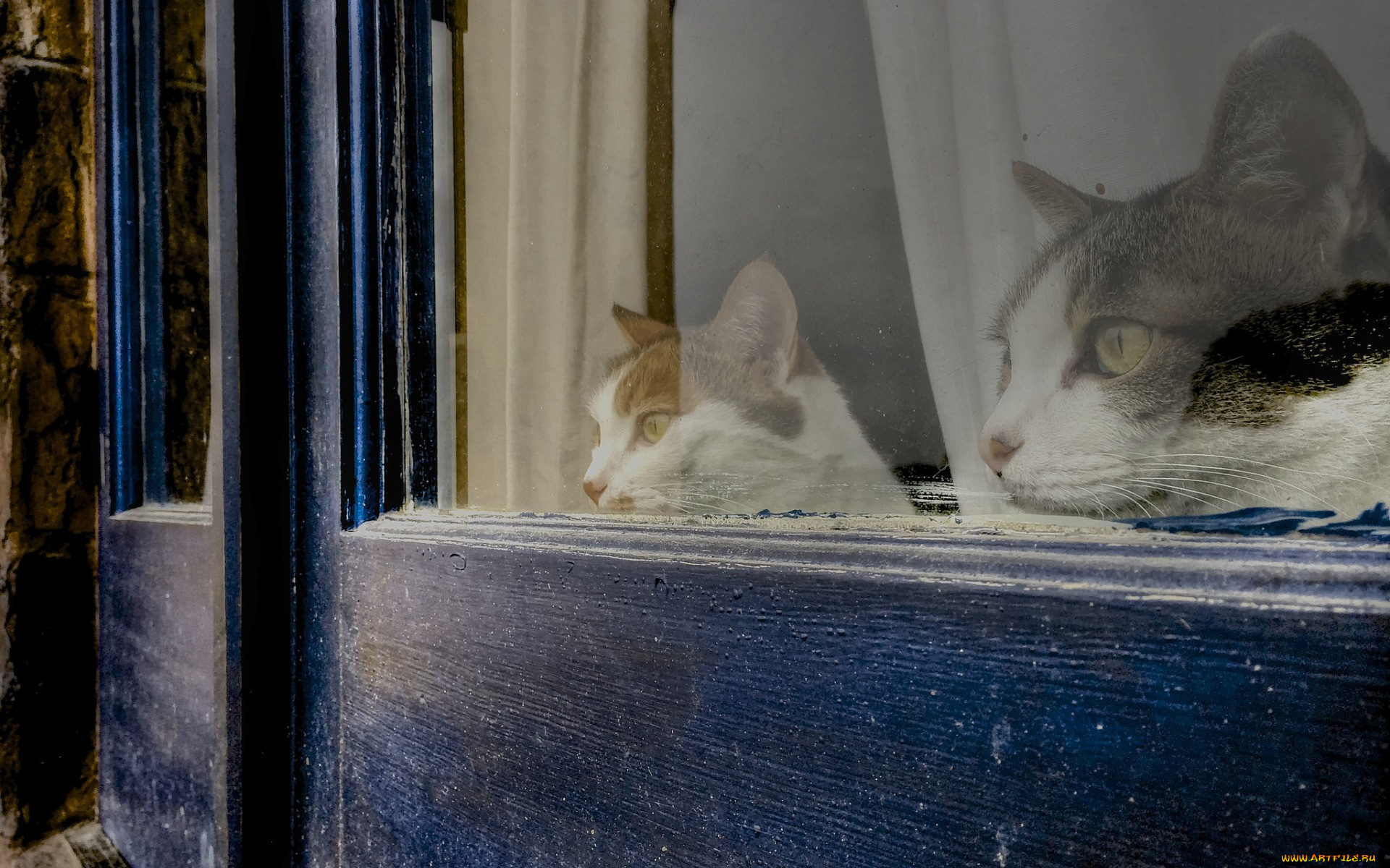 животные, коты, взгляд, морда, двое, окно