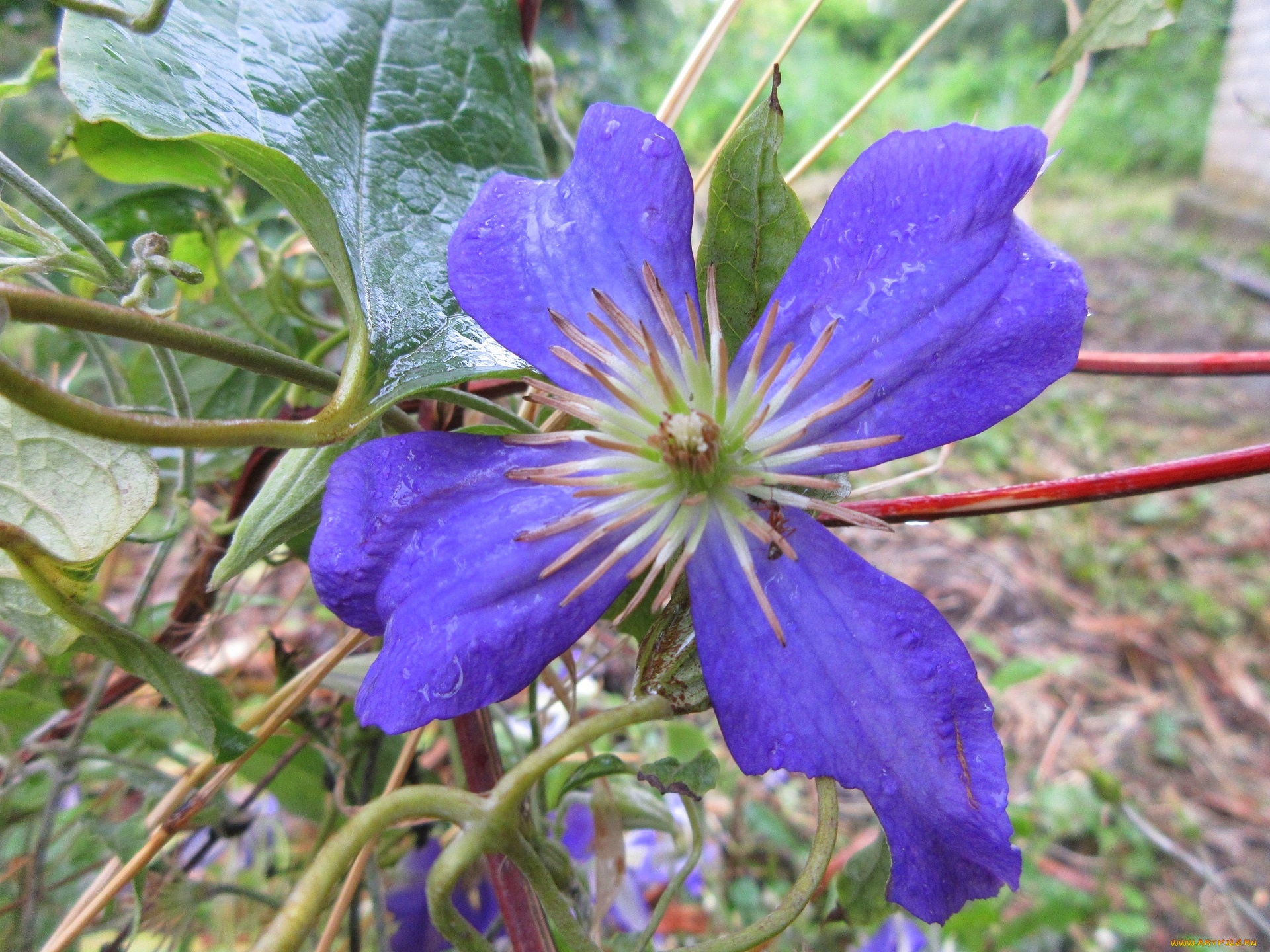 цветы, клематис, , ломонос, фиолетовый, клематис