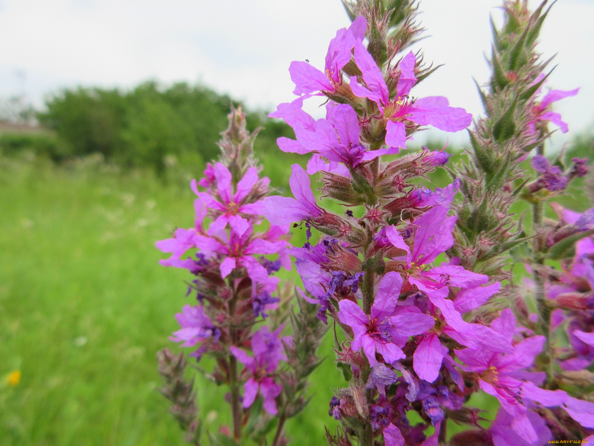 цветы, луговые, , полевые, , цветы, сиреневые, луговые