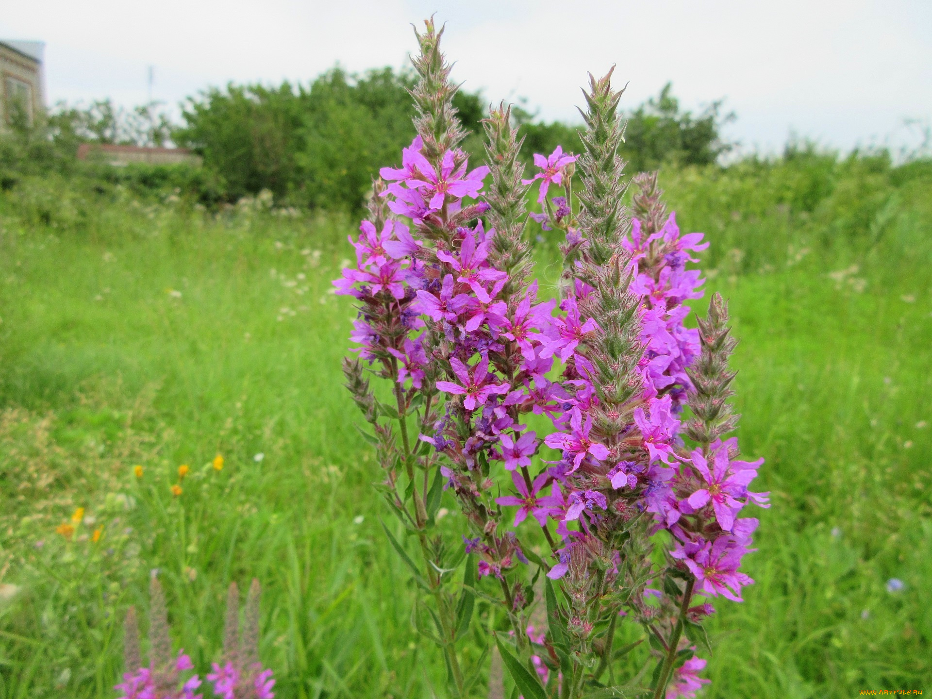 цветы, луговые, , полевые, , цветы, сиреневые, луговые