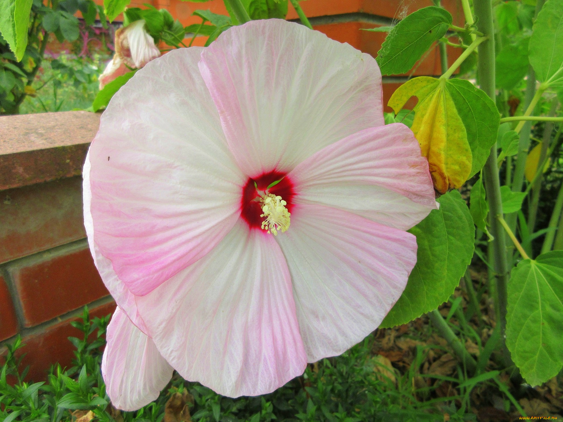 цветы, мальвы, мальва