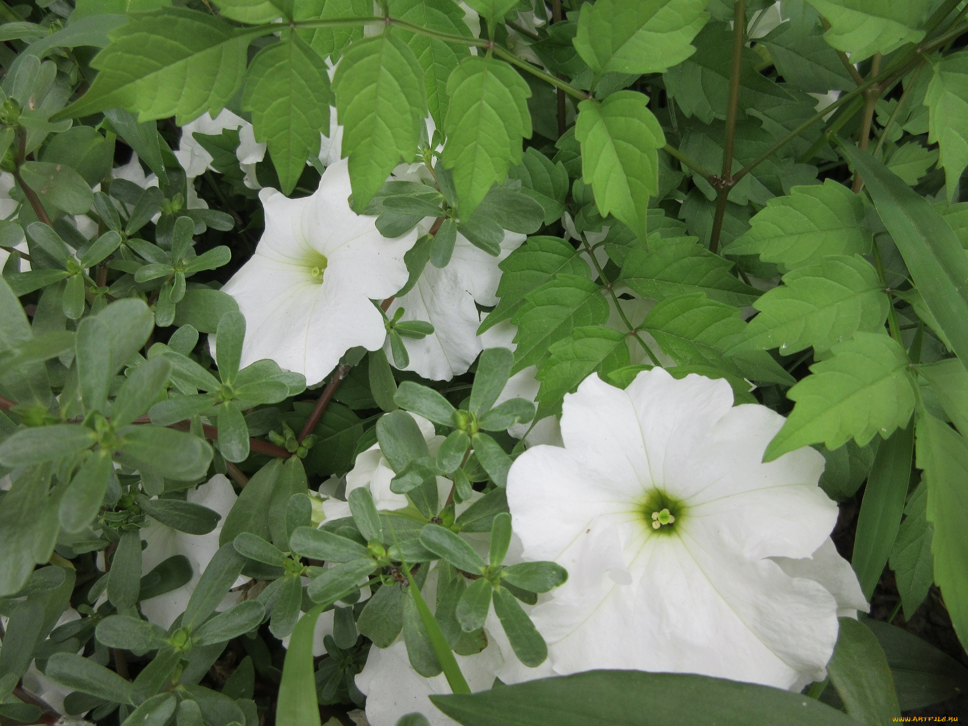 цветы, петунии, , калибрахоа, петуния