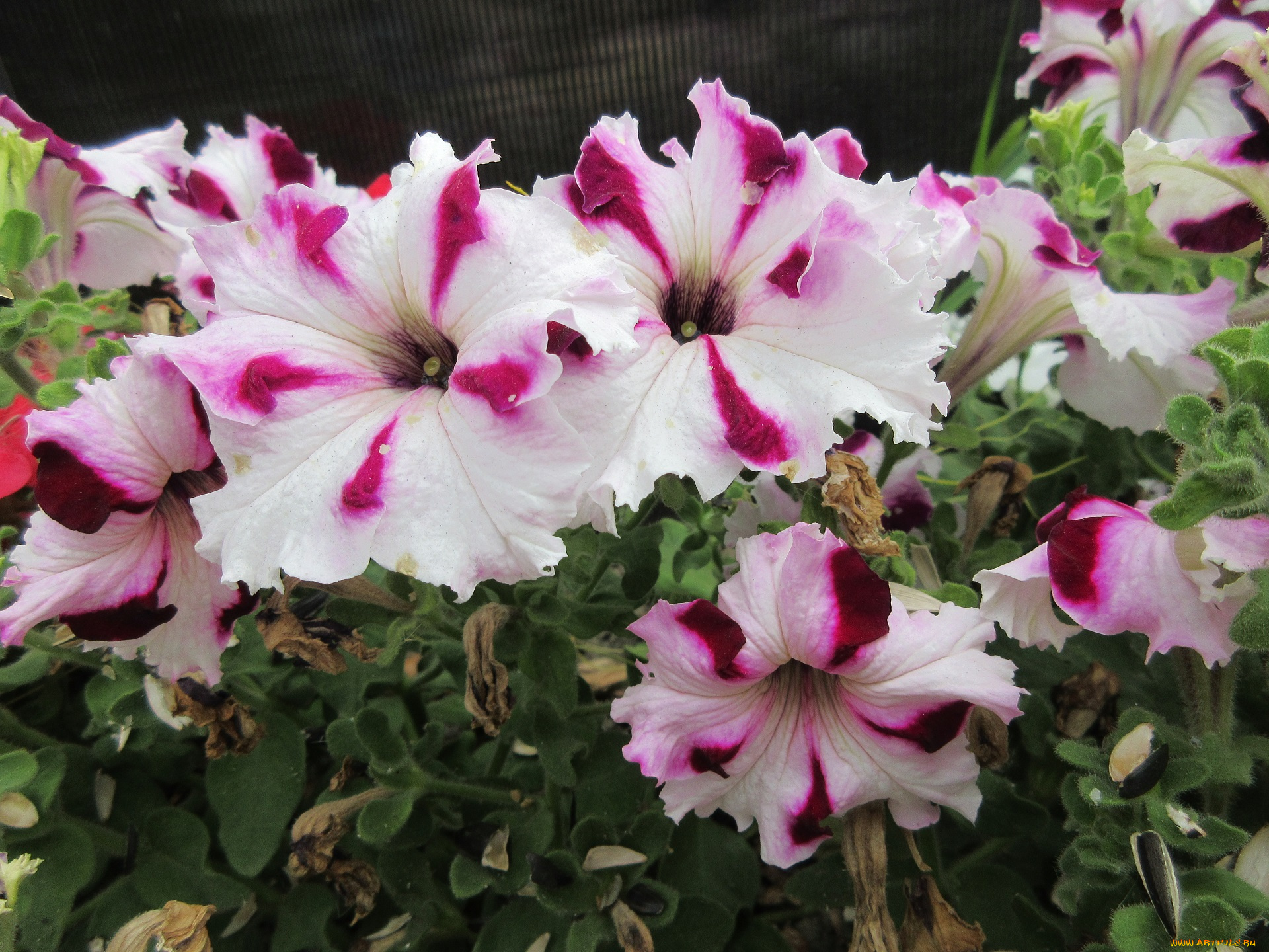 цветы, петунии, , калибрахоа, петуния