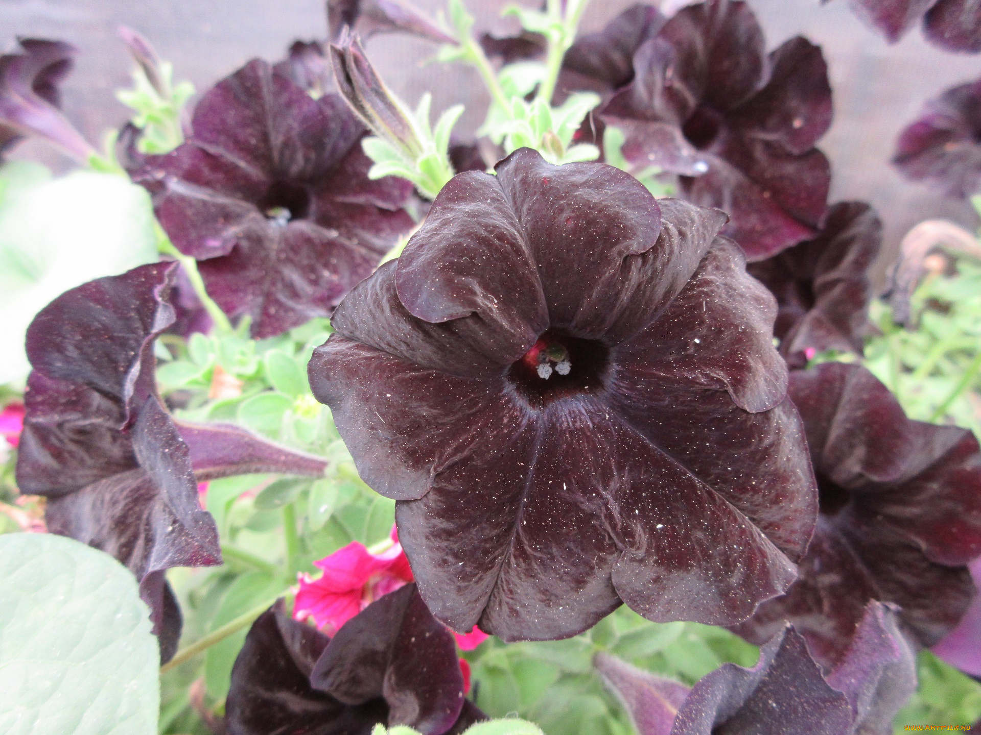 цветы, петунии, , калибрахоа, петуния