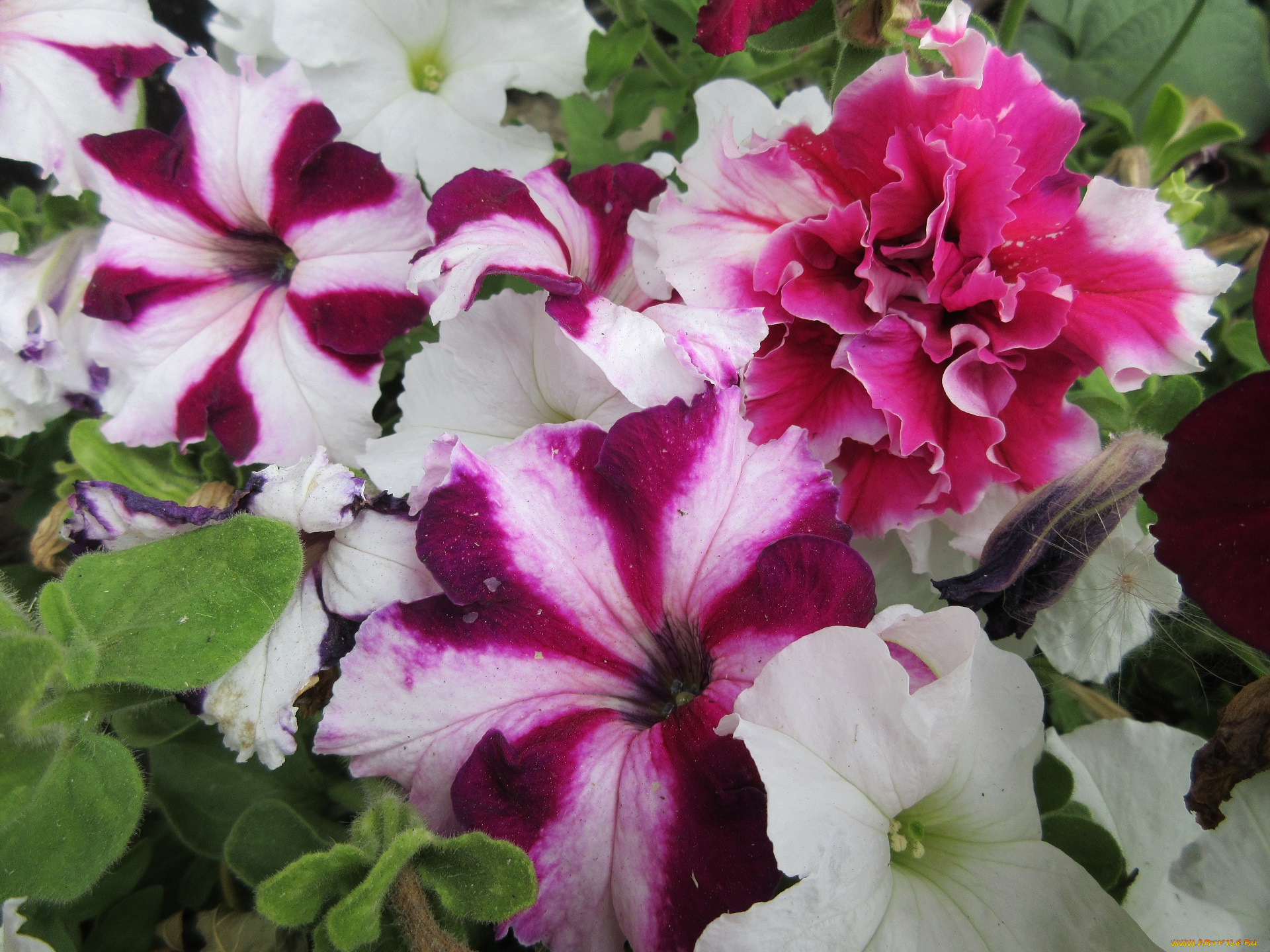 цветы, петунии, , калибрахоа, петуния