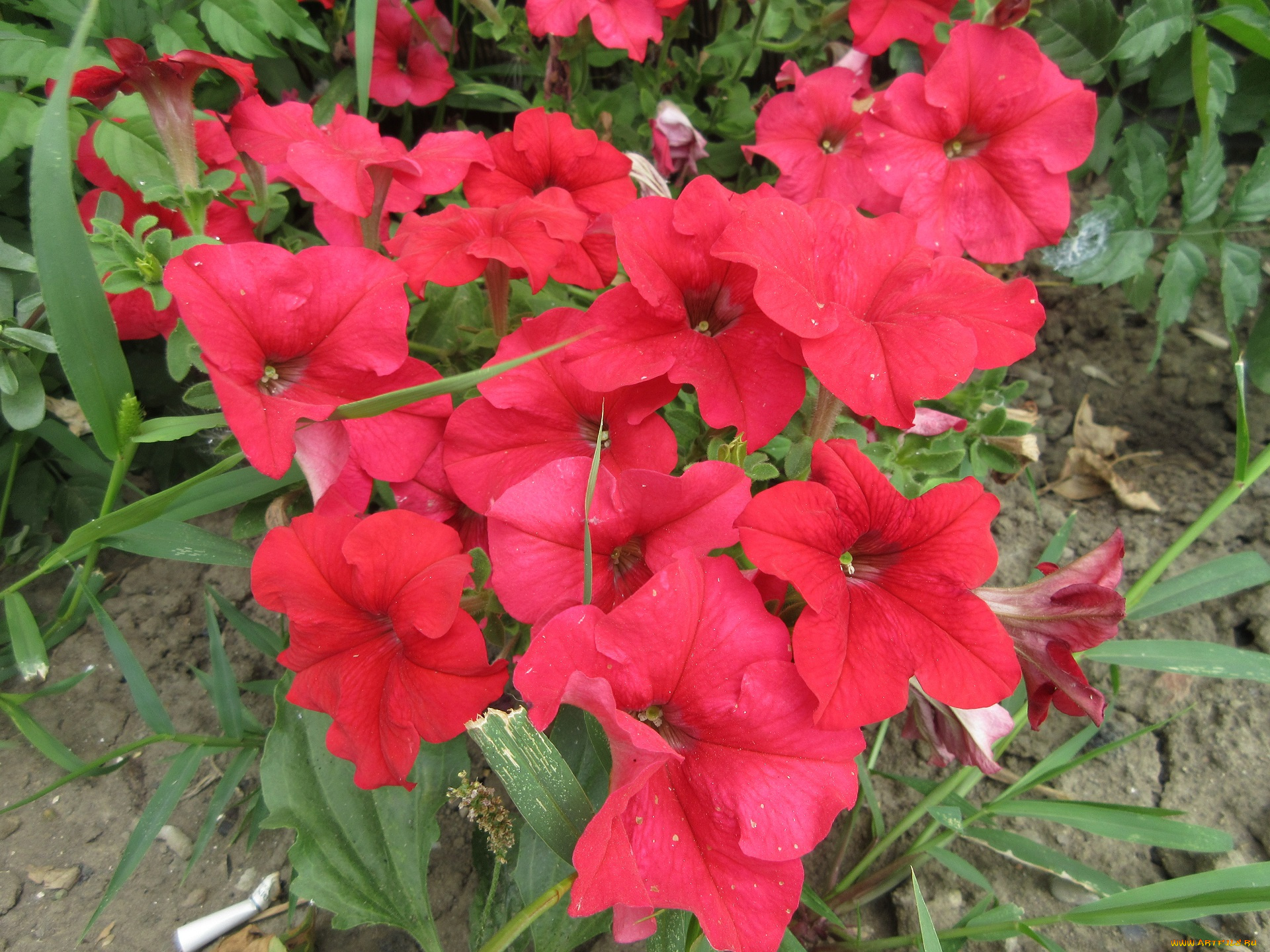 цветы, петунии, , калибрахоа, петуния