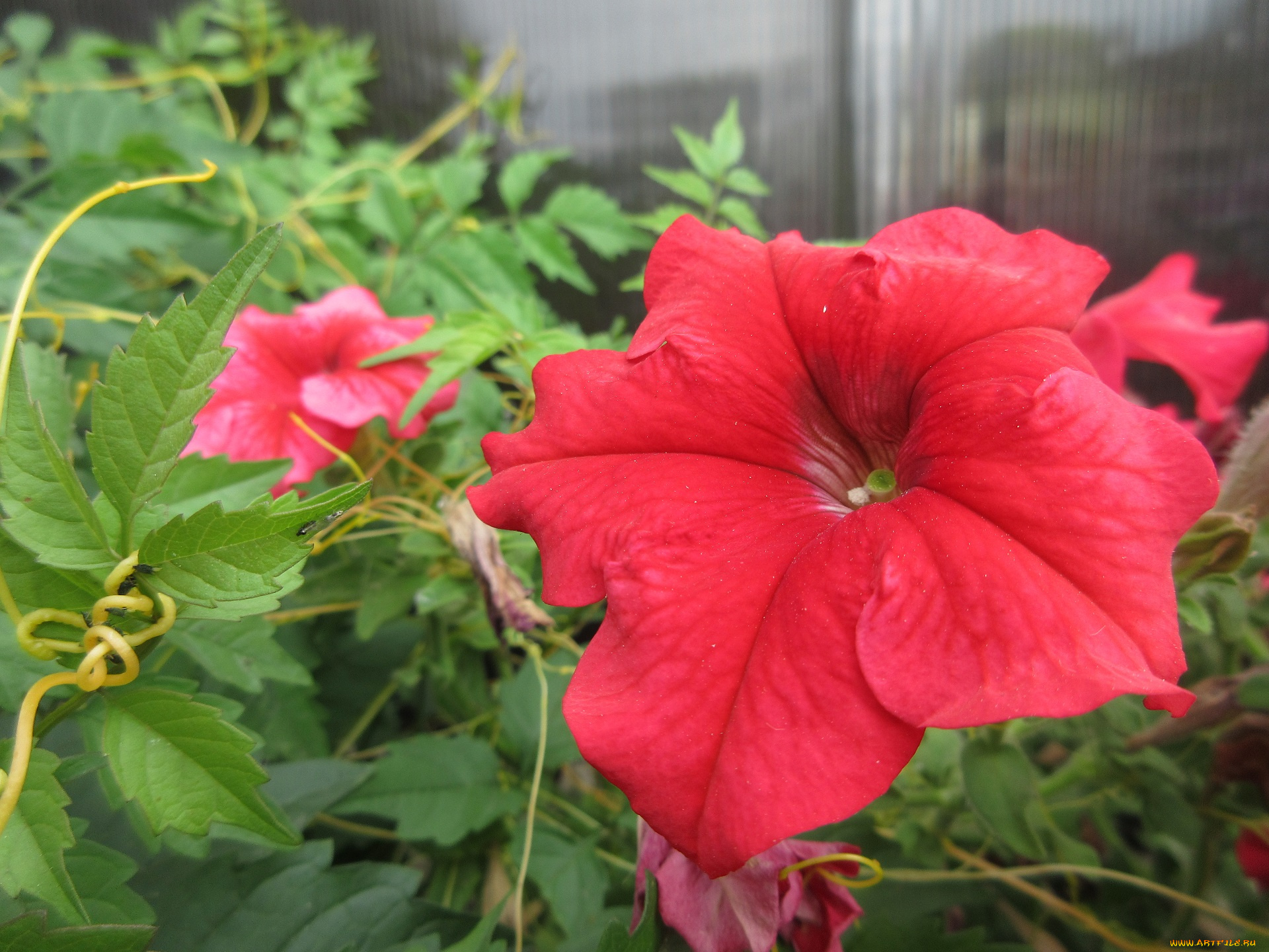 цветы, петунии, , калибрахоа, петуния