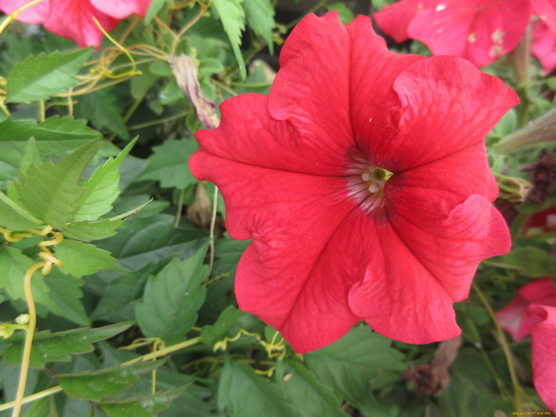 цветы, петунии, , калибрахоа, петуния