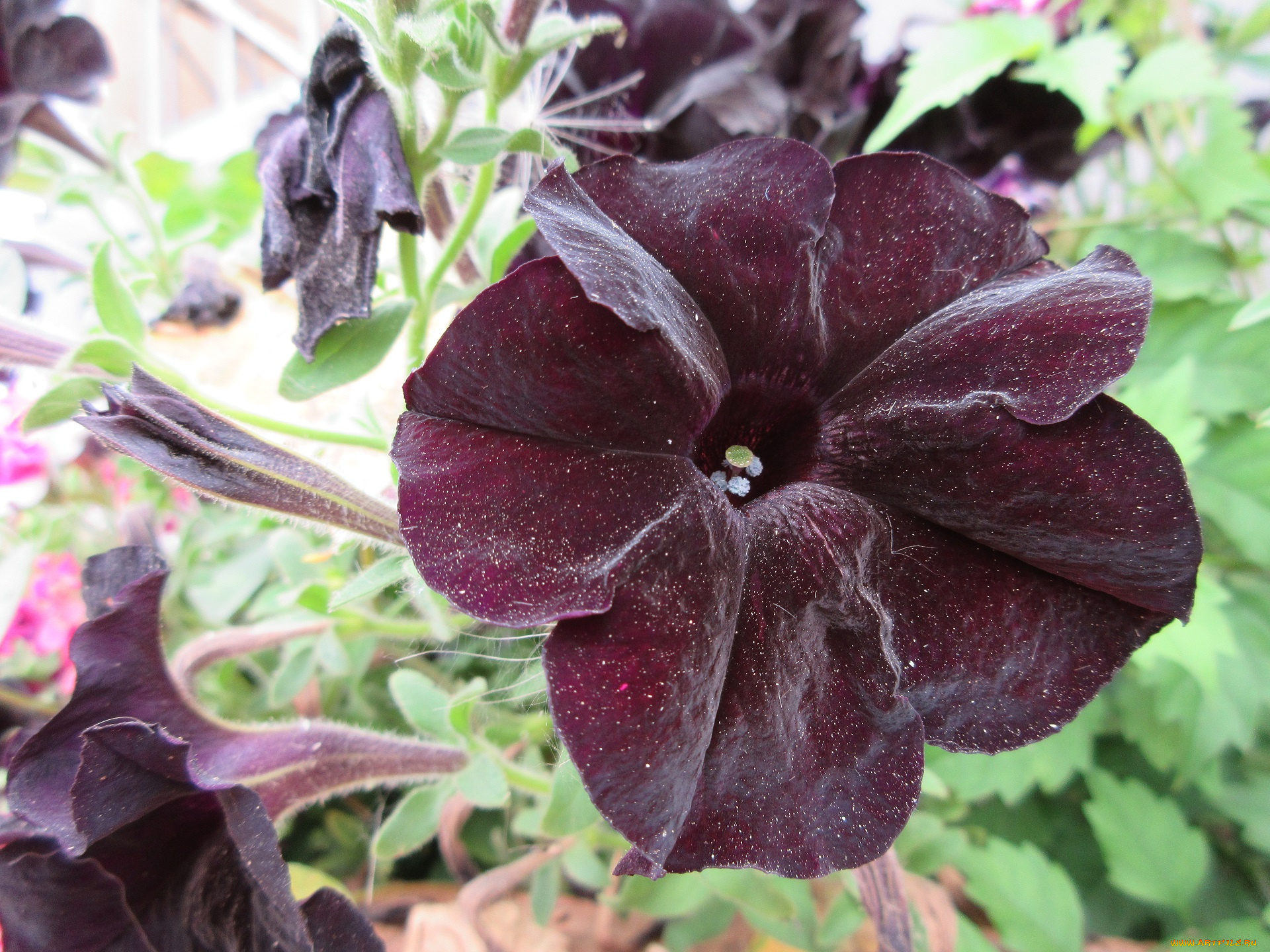 цветы, петунии, , калибрахоа, петуния