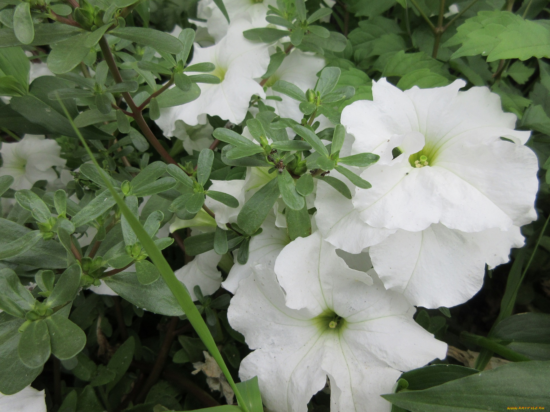 цветы, петунии, , калибрахоа, петуния