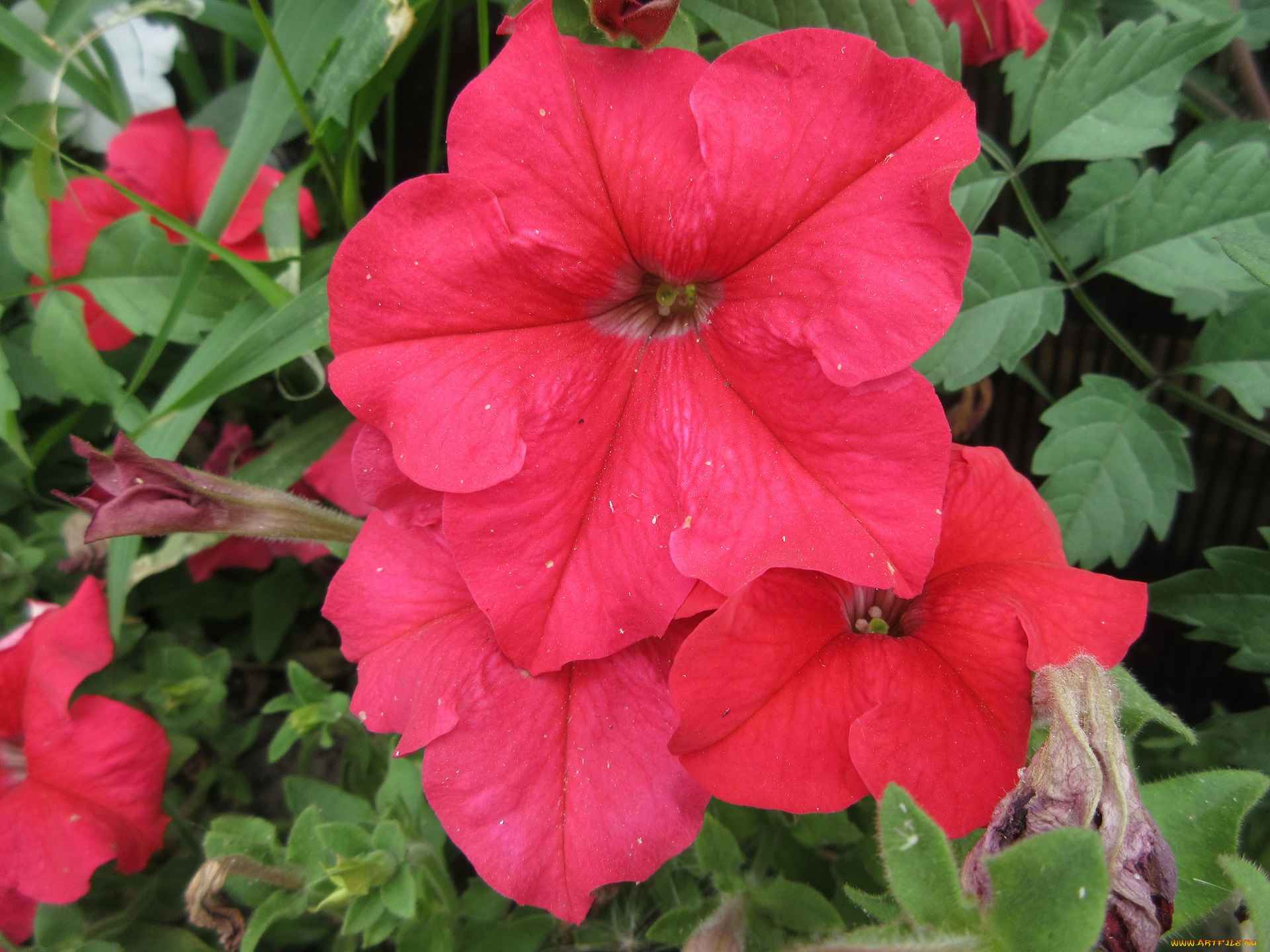 цветы, петунии, , калибрахоа, петуния