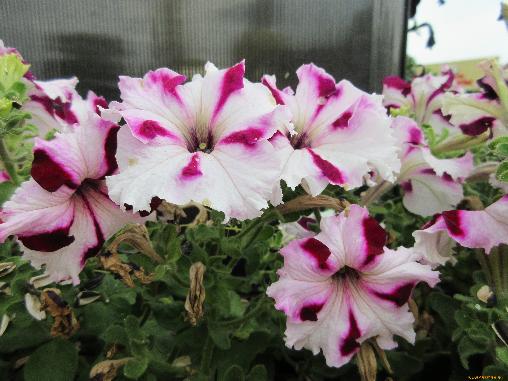 цветы, петунии, , калибрахоа, петуния