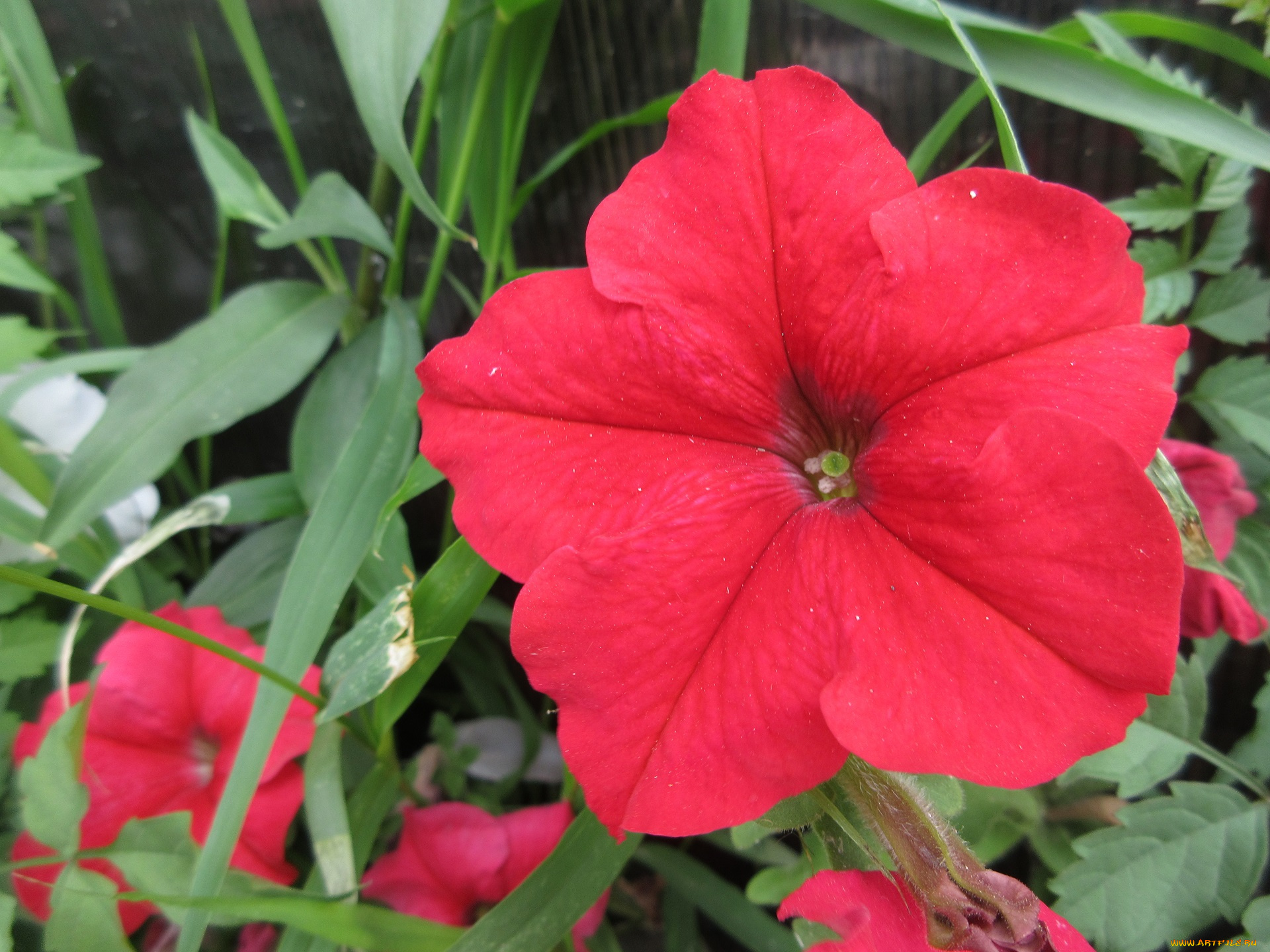 цветы, петунии, , калибрахоа, петуния