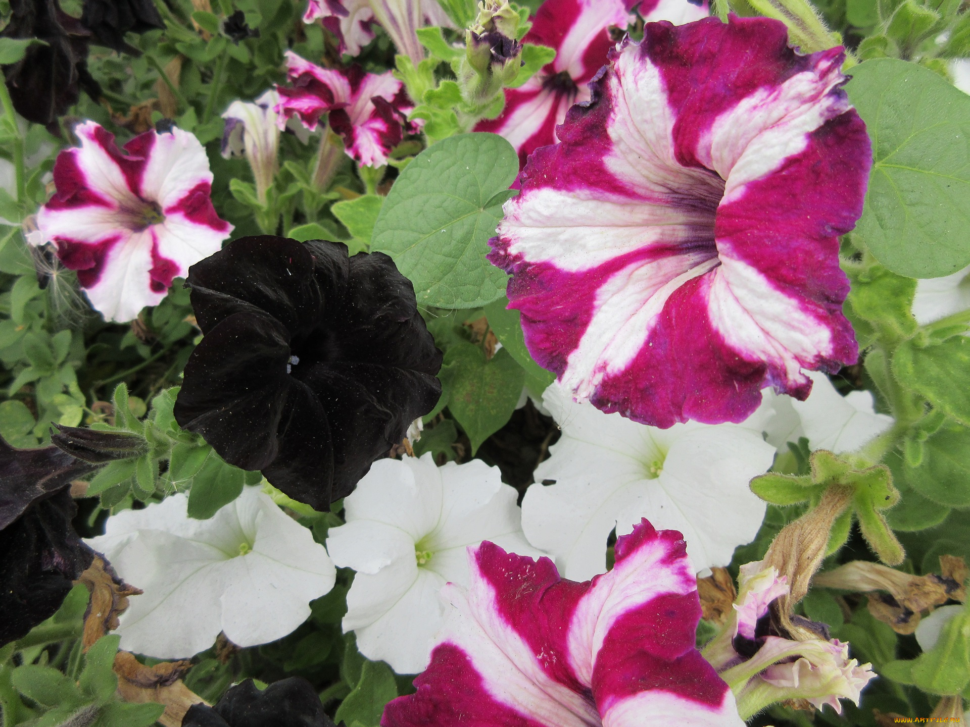 цветы, петунии, , калибрахоа, петуния